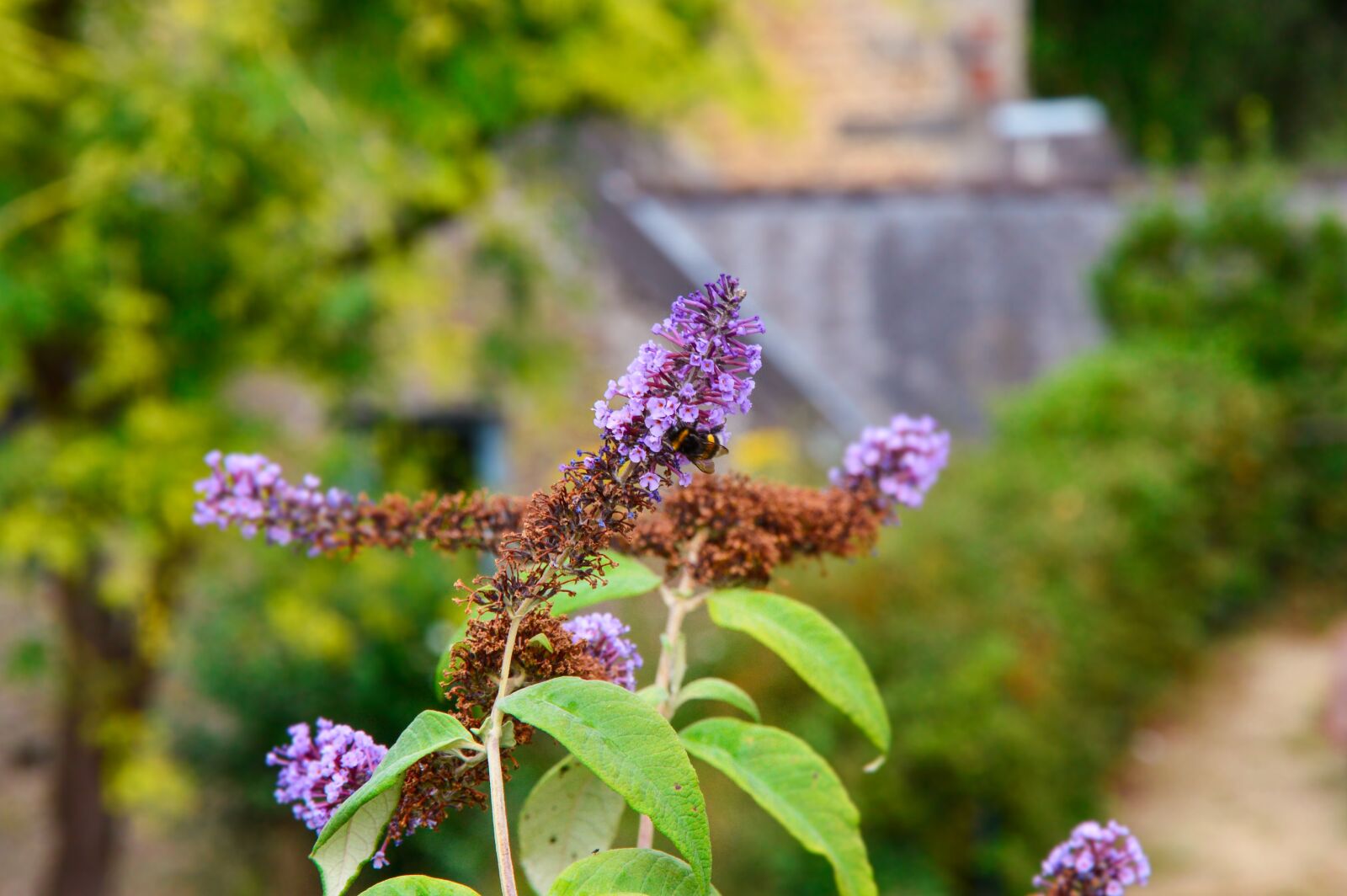 Nikon D3200 sample photo. Bourdon, flower, nature photography