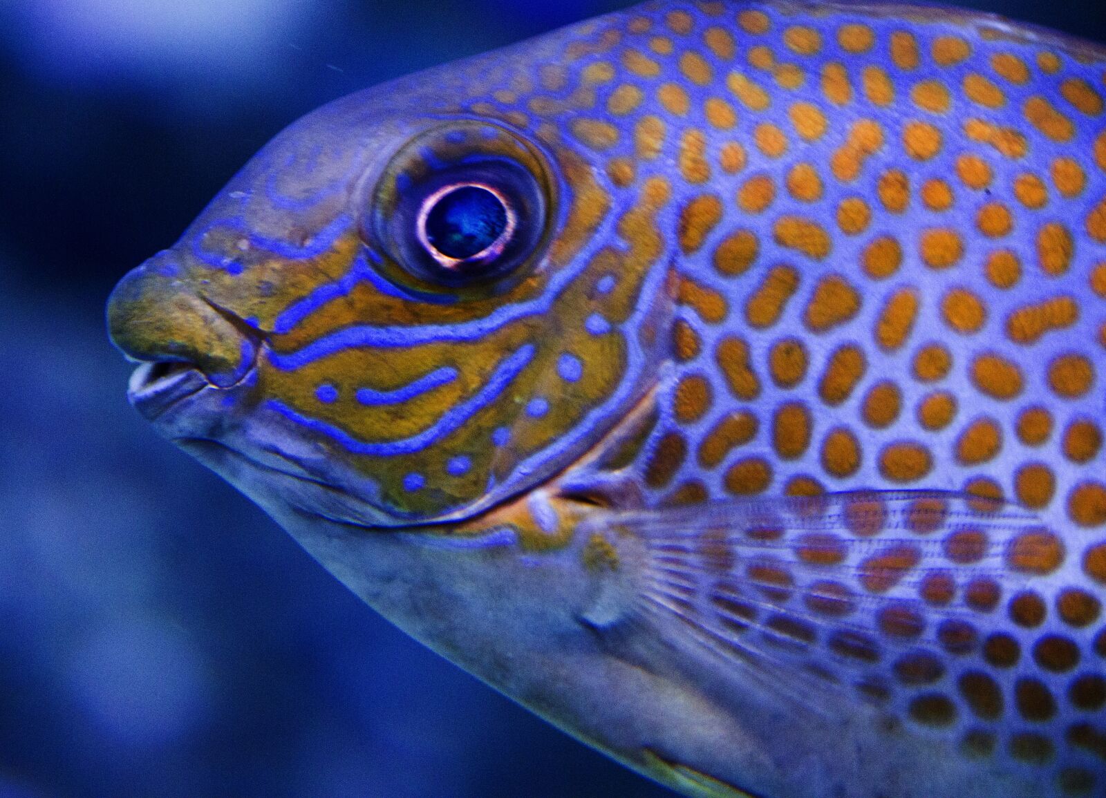 Canon EF-S 18-200mm F3.5-5.6 IS sample photo. Fish, aquarium, colors photography