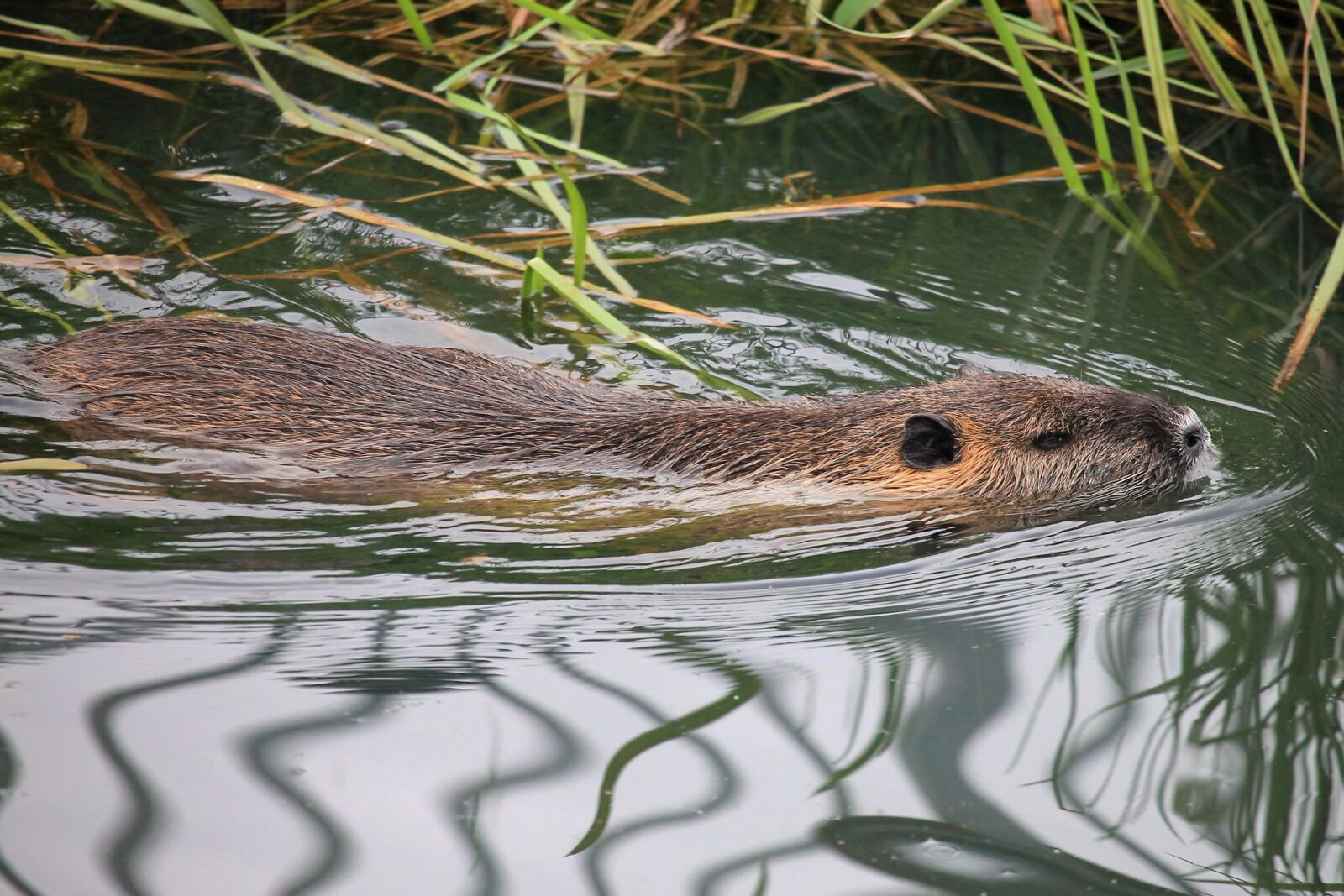 Canon EOS 1100D (EOS Rebel T3 / EOS Kiss X50) sample photo. Nutria, animal world, nature photography