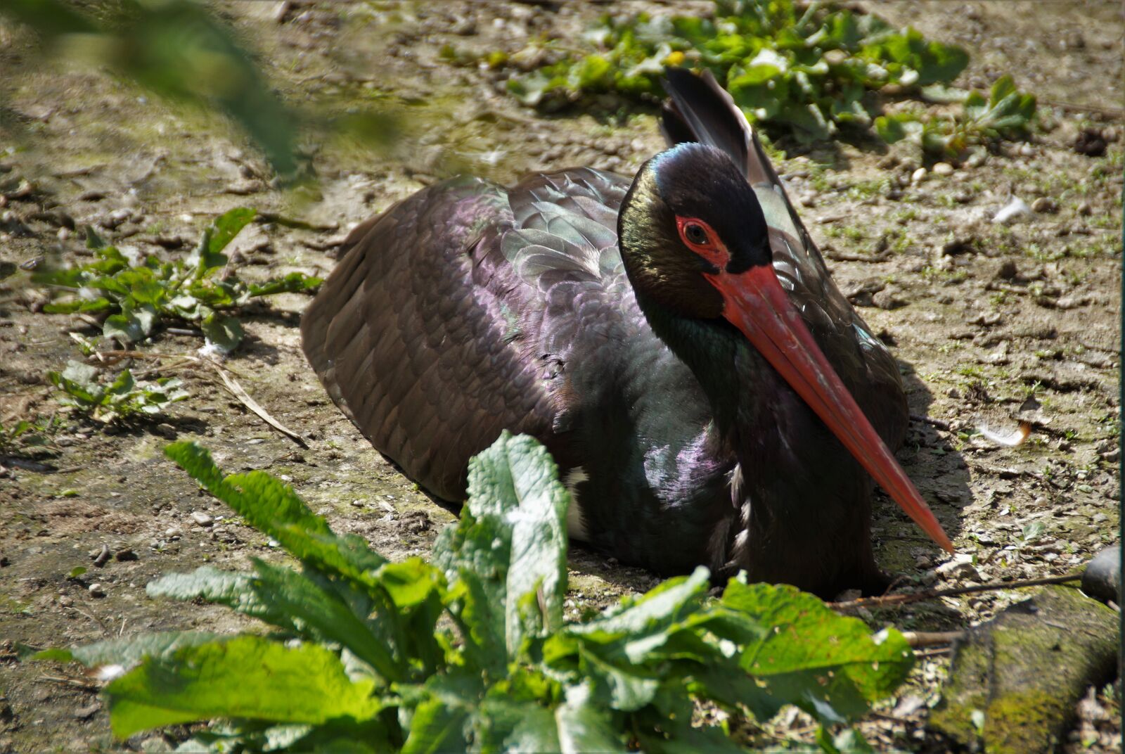 Sony SLT-A58 sample photo. Stork, black, bird photography