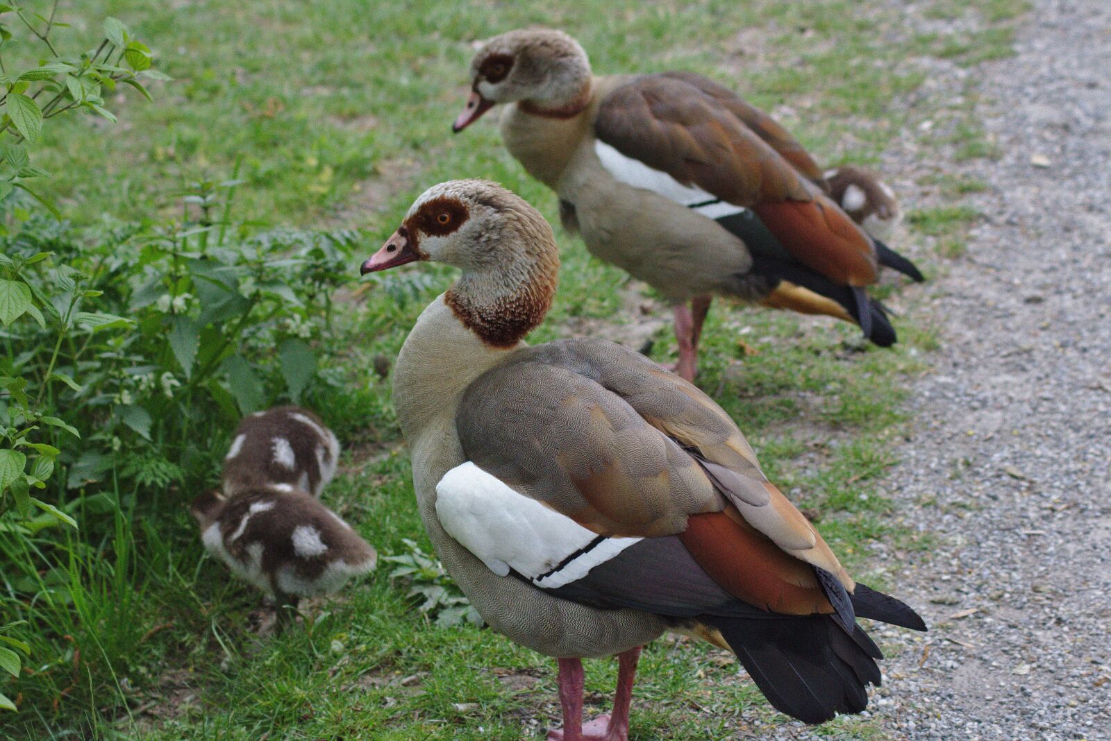 Canon EOS 750D (EOS Rebel T6i / EOS Kiss X8i) sample photo. Duck, water, plumage photography
