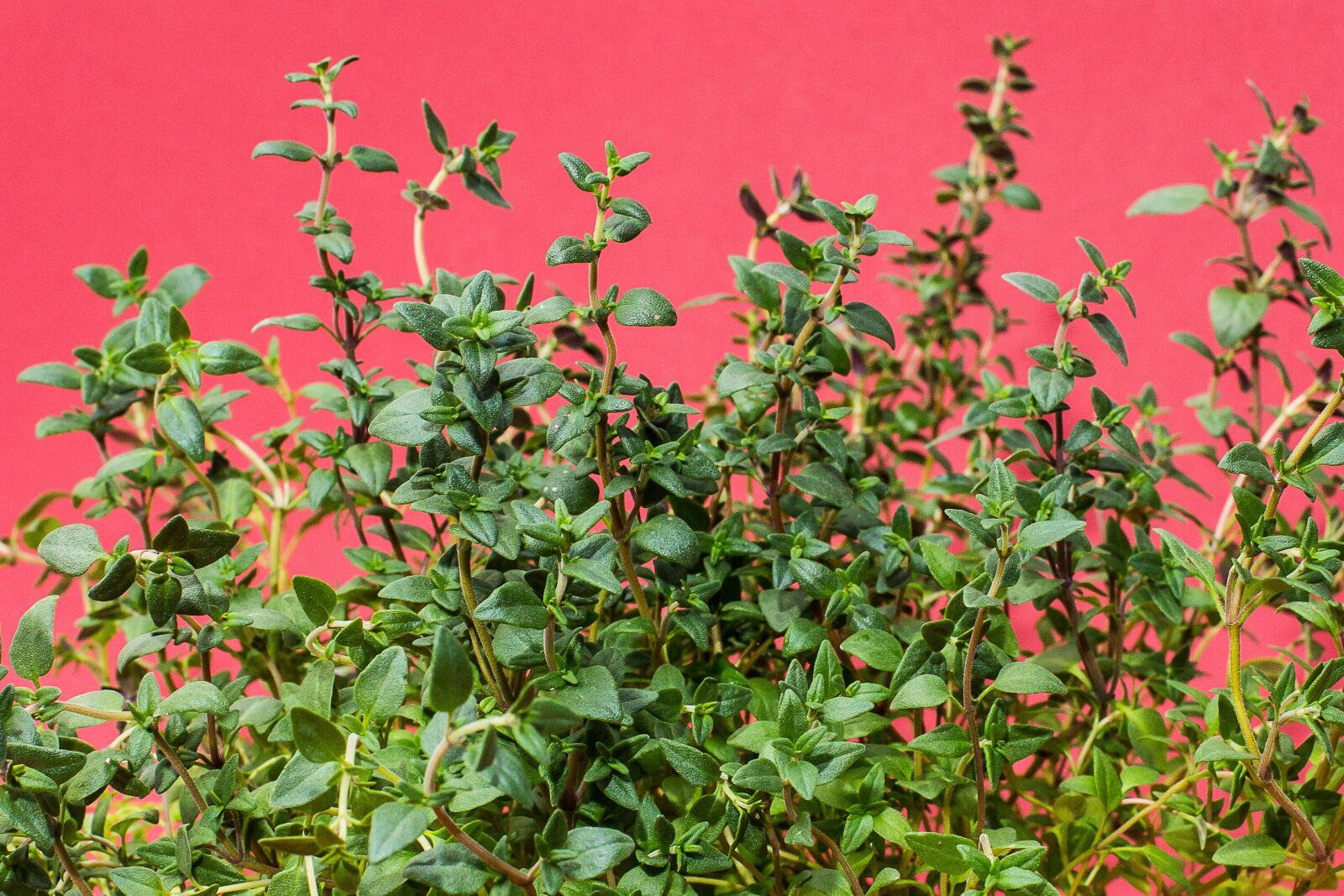 Canon EF 50mm F1.4 USM sample photo. Thyme, herbs, culinary herbs photography