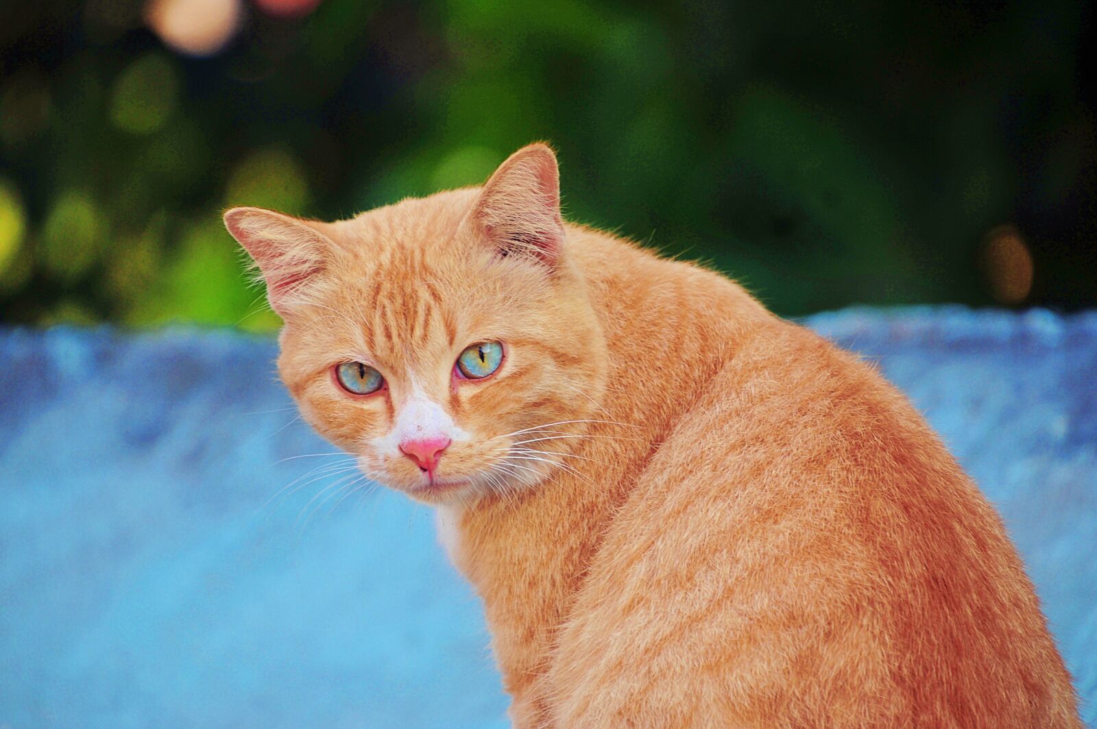 Nikon D300S sample photo. Orange cat, cat, domestic photography