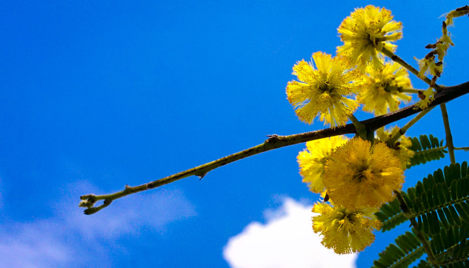 LG Nexus 5 sample photo. Blue, sky, flower, garden photography