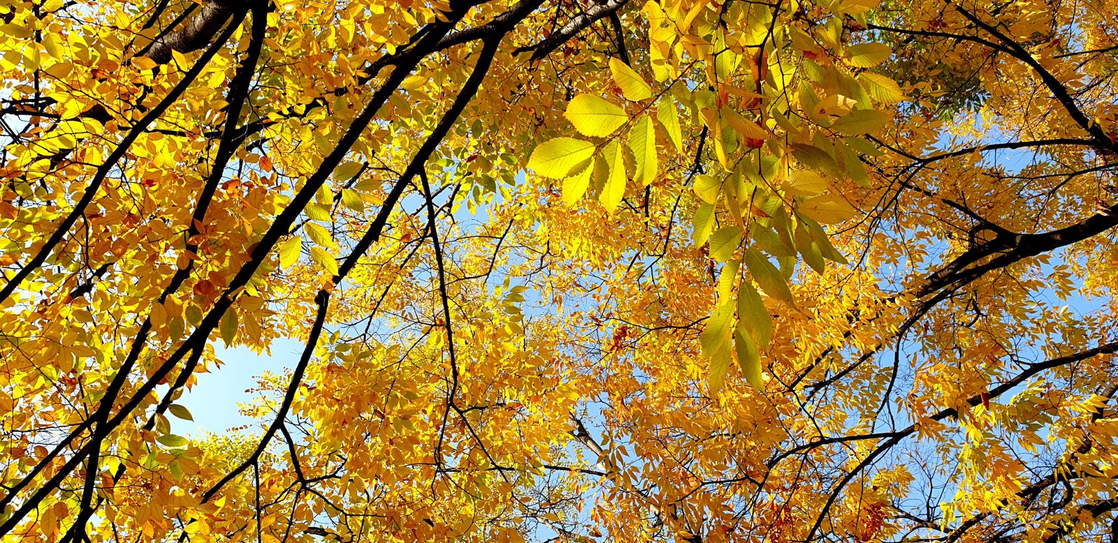 Samsung Galaxy Note9 sample photo. Autumn, tree, maple photography