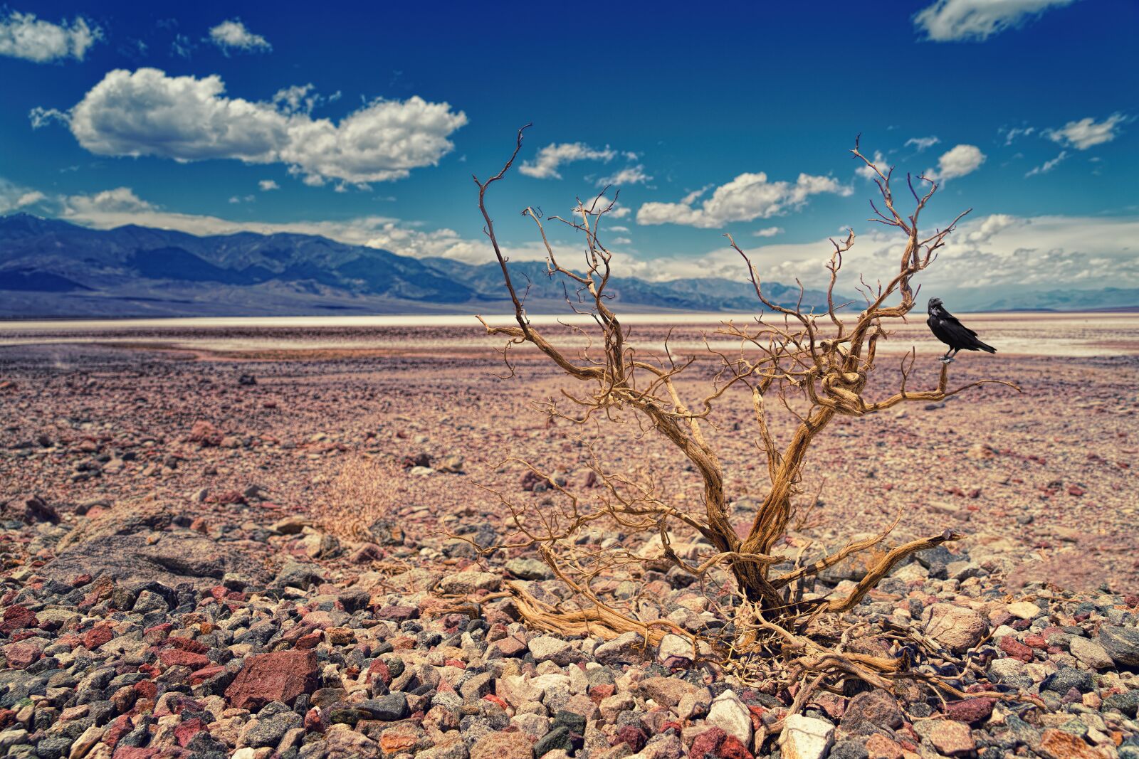 Sony a7 II + Sony FE 24-240mm F3.5-6.3 OSS sample photo. Death valley, landscape, bush photography