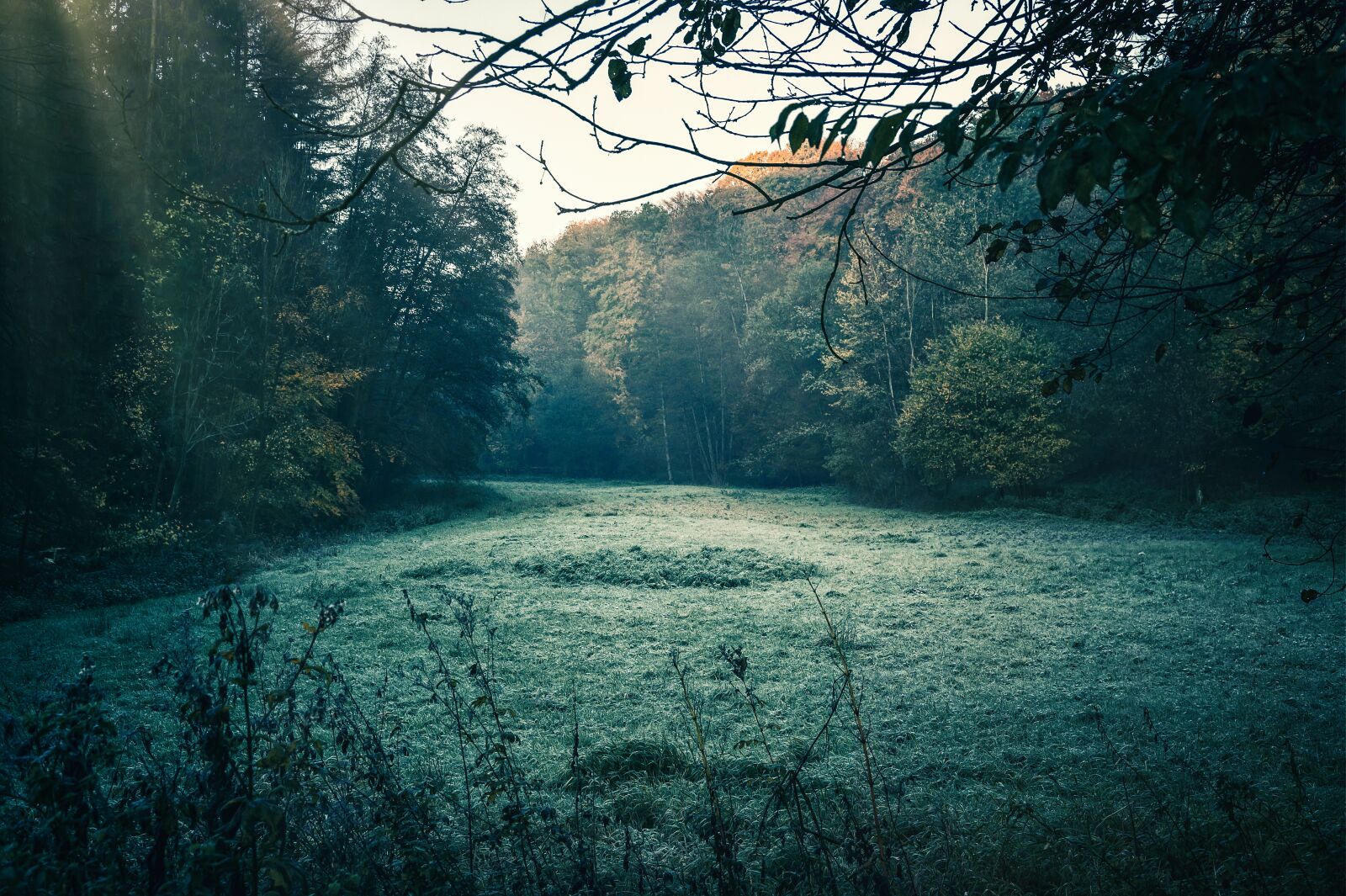 Nikon Z6 sample photo. Forest, glade, mystical photography