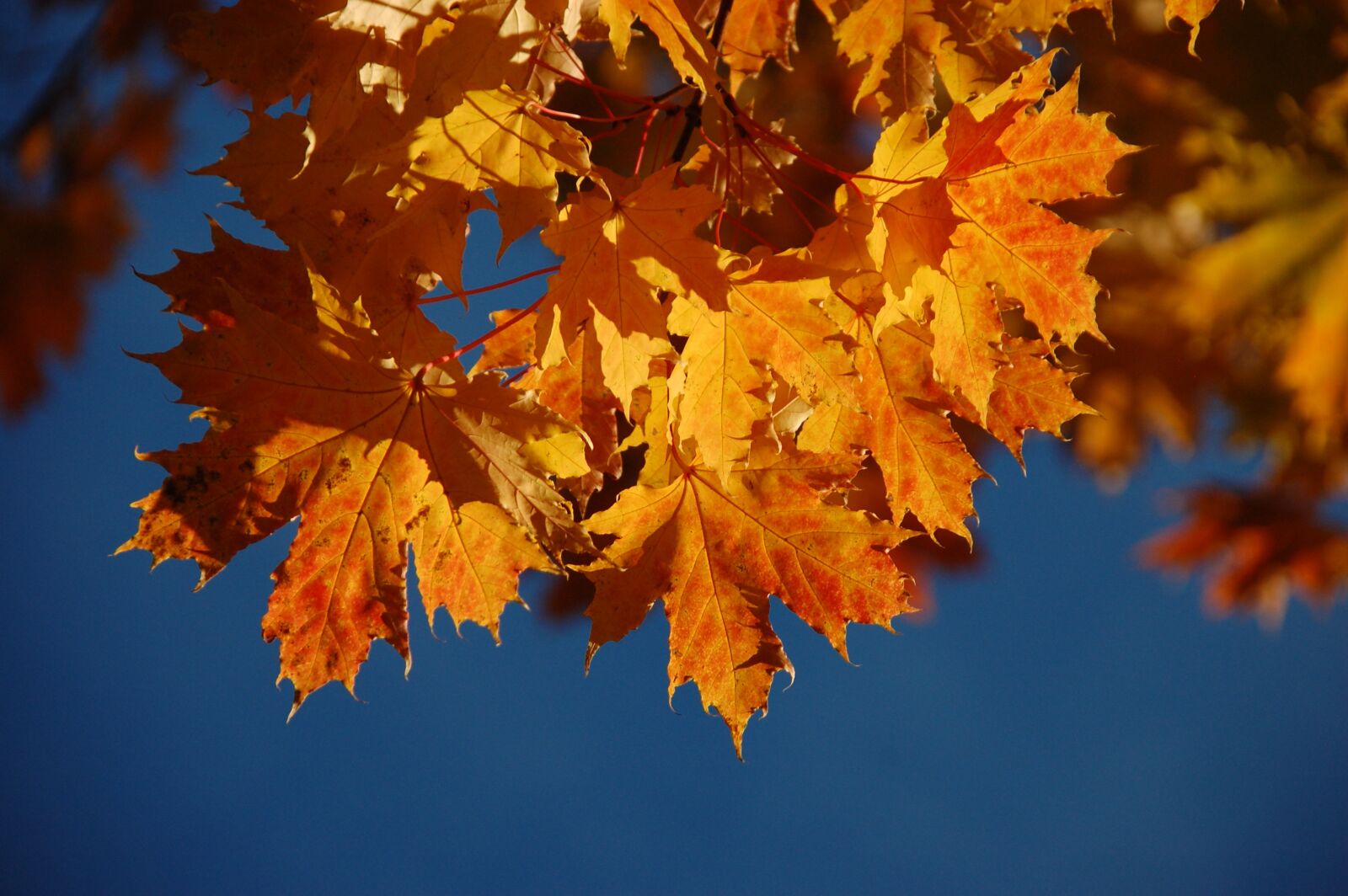 Nikon D40 sample photo. Autumn, leaf, maple photography
