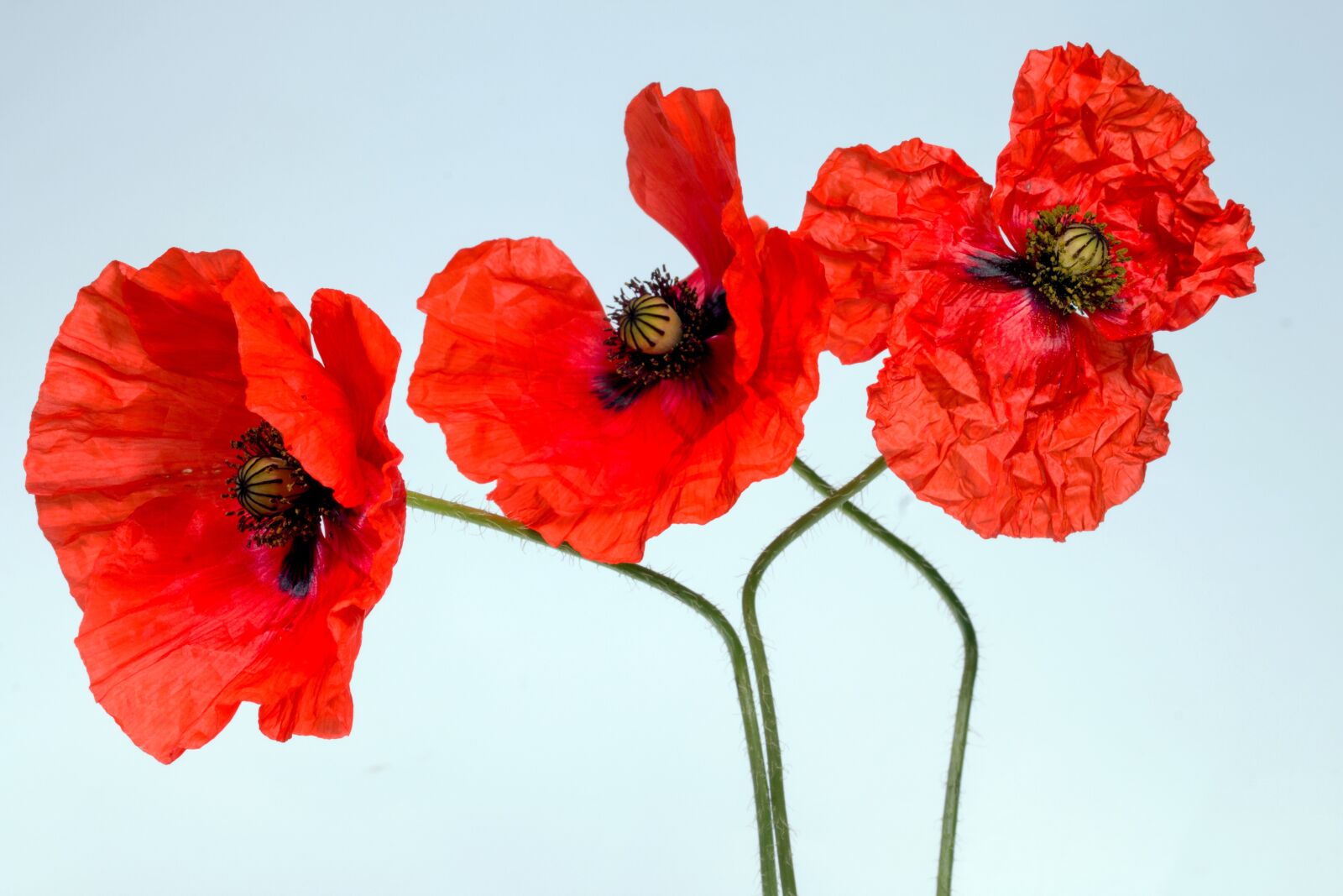 Canon EF-S 60mm F2.8 Macro USM sample photo. Poppy, blossom, bloom photography