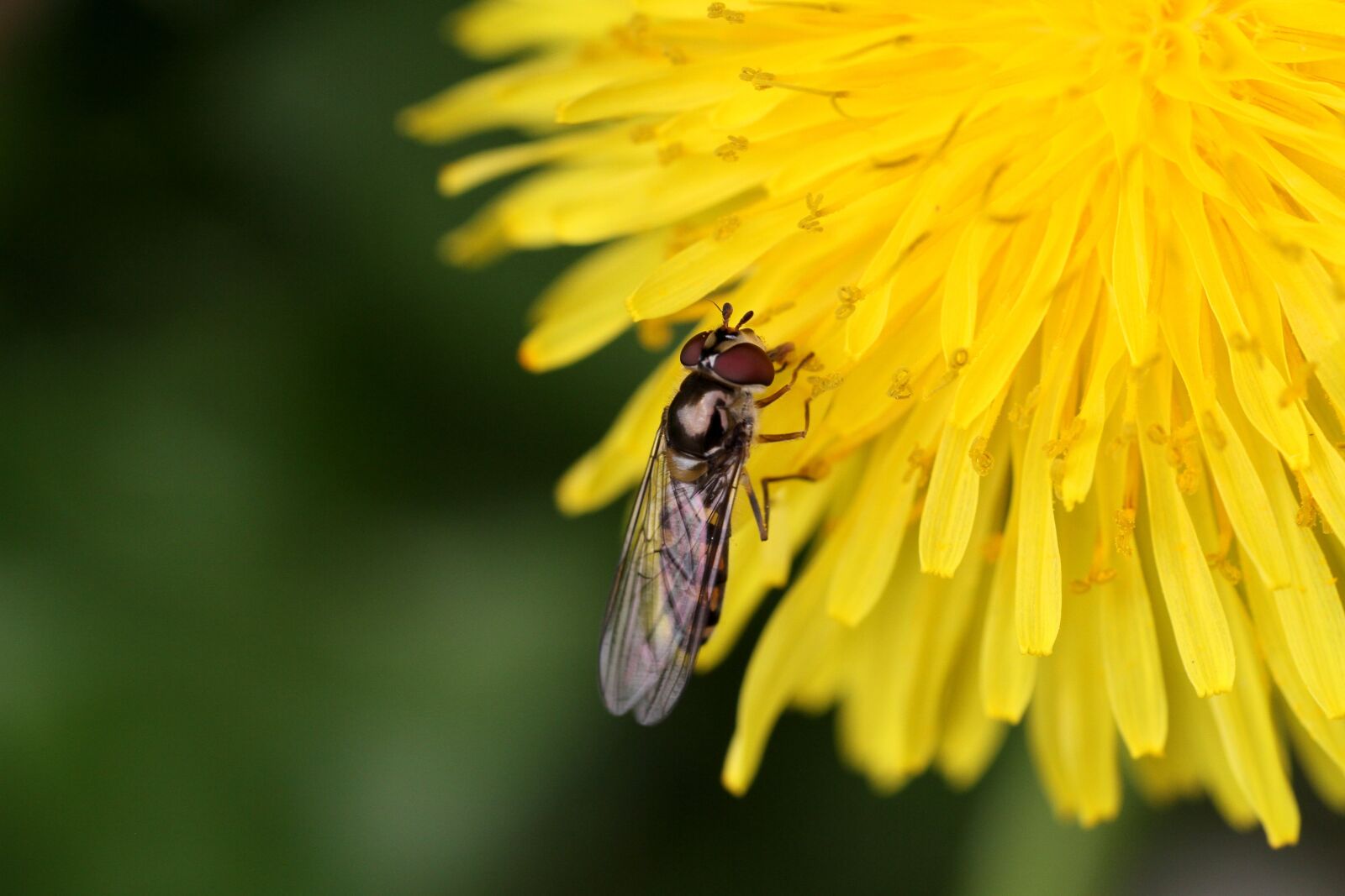 Canon EOS 7D sample photo. Nature, insect, no person photography
