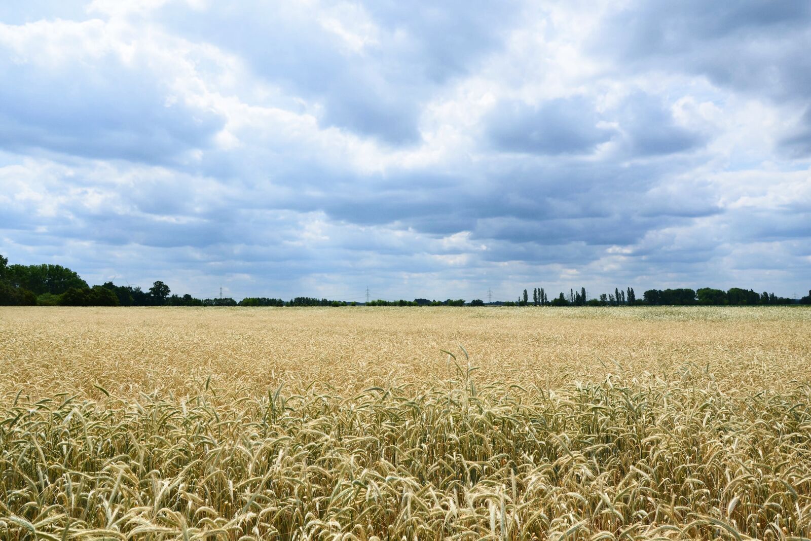 Nikon D5100 sample photo. Landscape, blue sky, cornfield photography