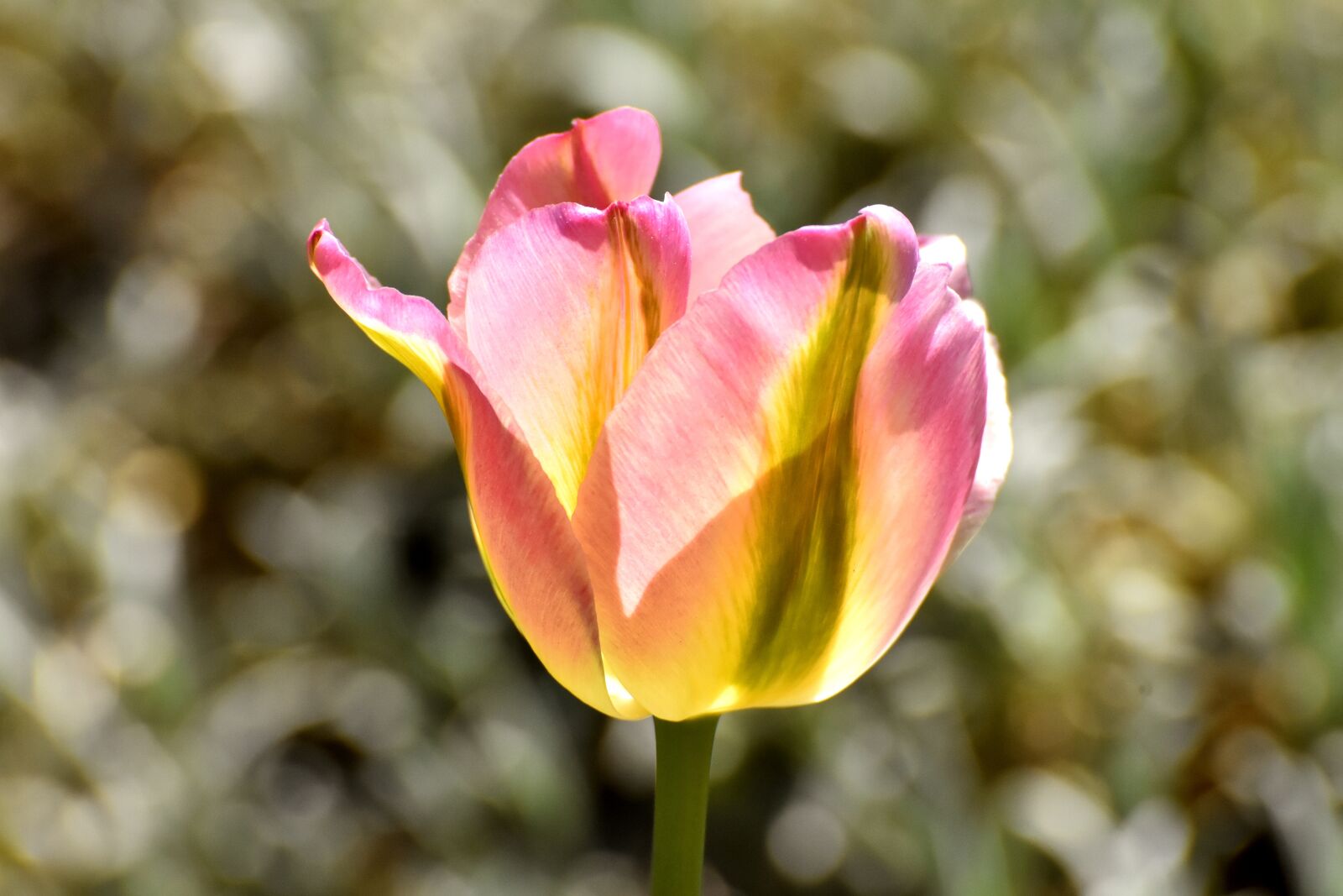 Nikon D7200 sample photo. Tulip, blossom, bloom photography