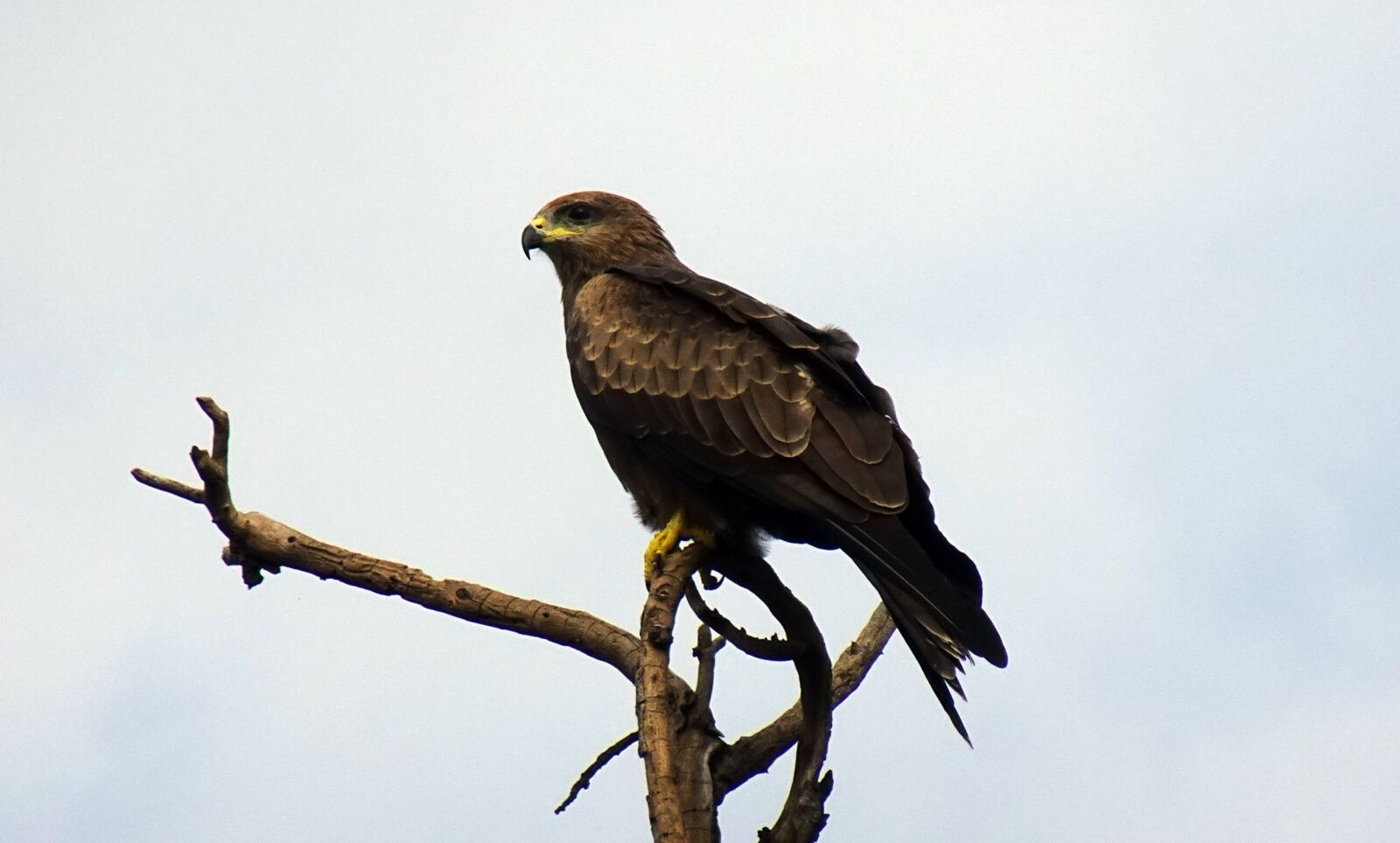 Sony DSC-WX800 sample photo. Bird, avian, kite photography