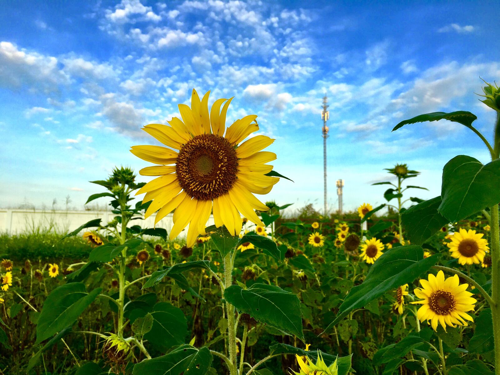 Apple iPhone 6s sample photo. Sunflower, sun flower, flower photography