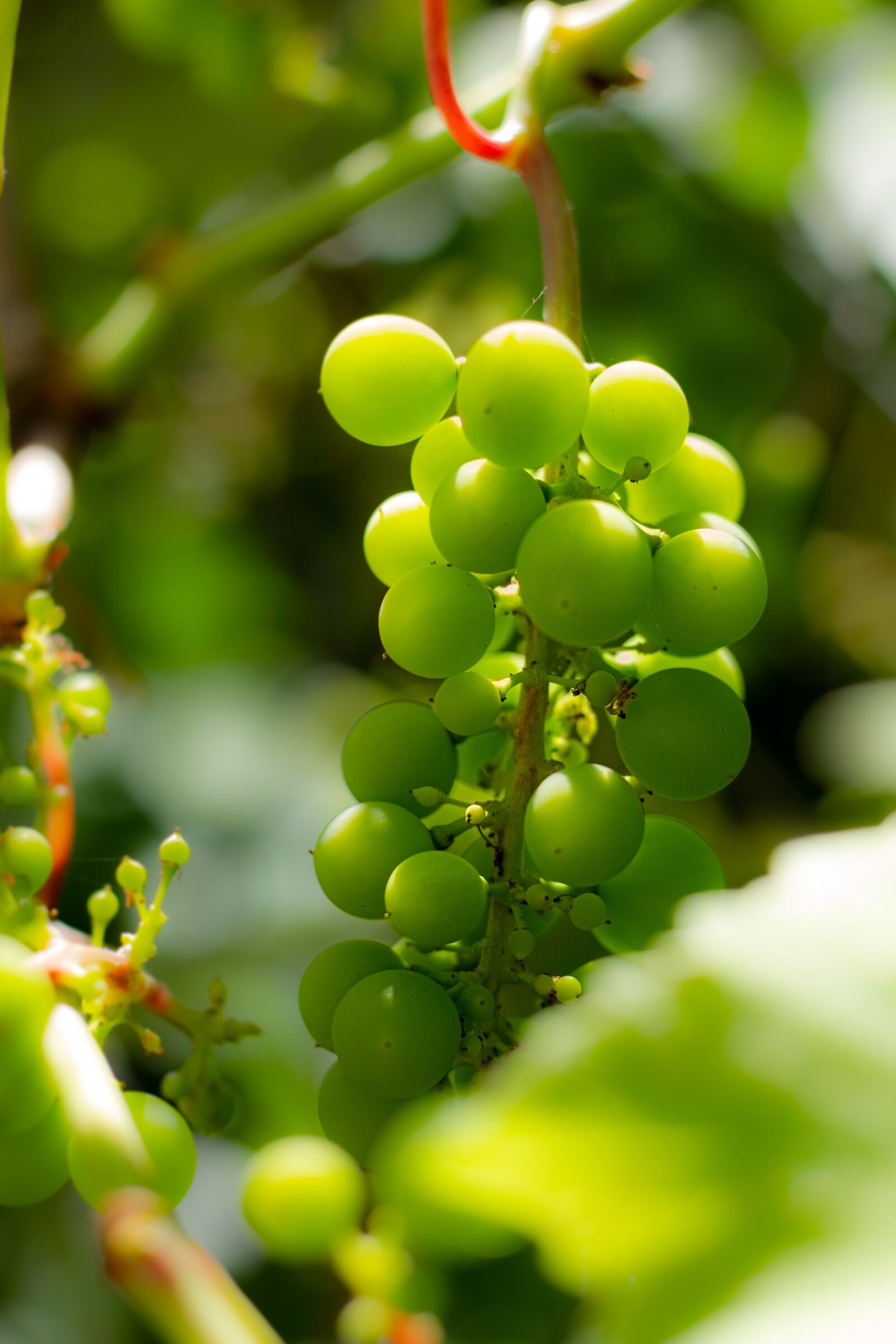 Canon EOS 7D sample photo. Grapes, read, autumn photography