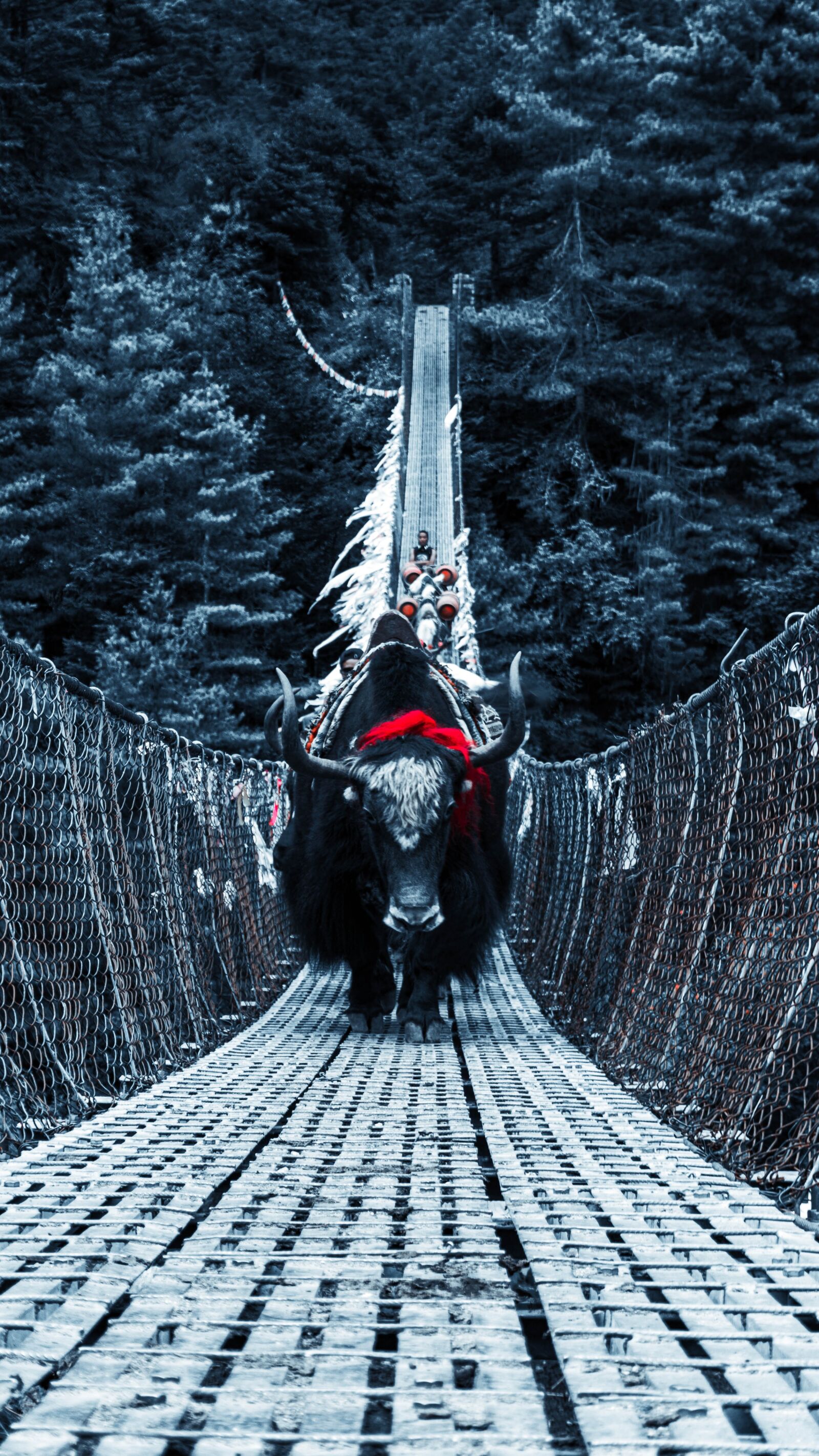 Sony a6300 sample photo. Nepal, yak, bridge photography