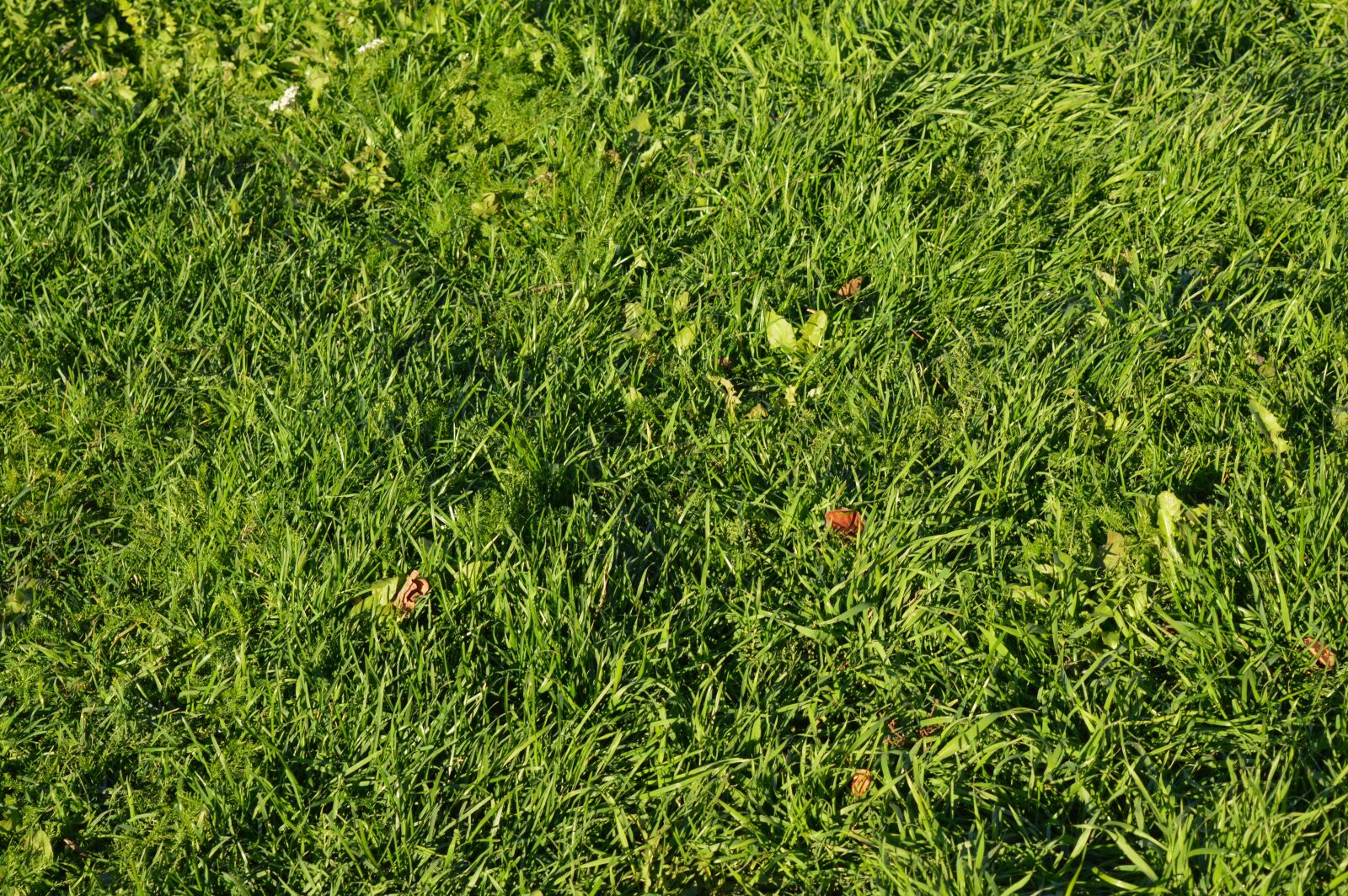Nikon D3200 sample photo. Grass, leaves, yellow leaves photography