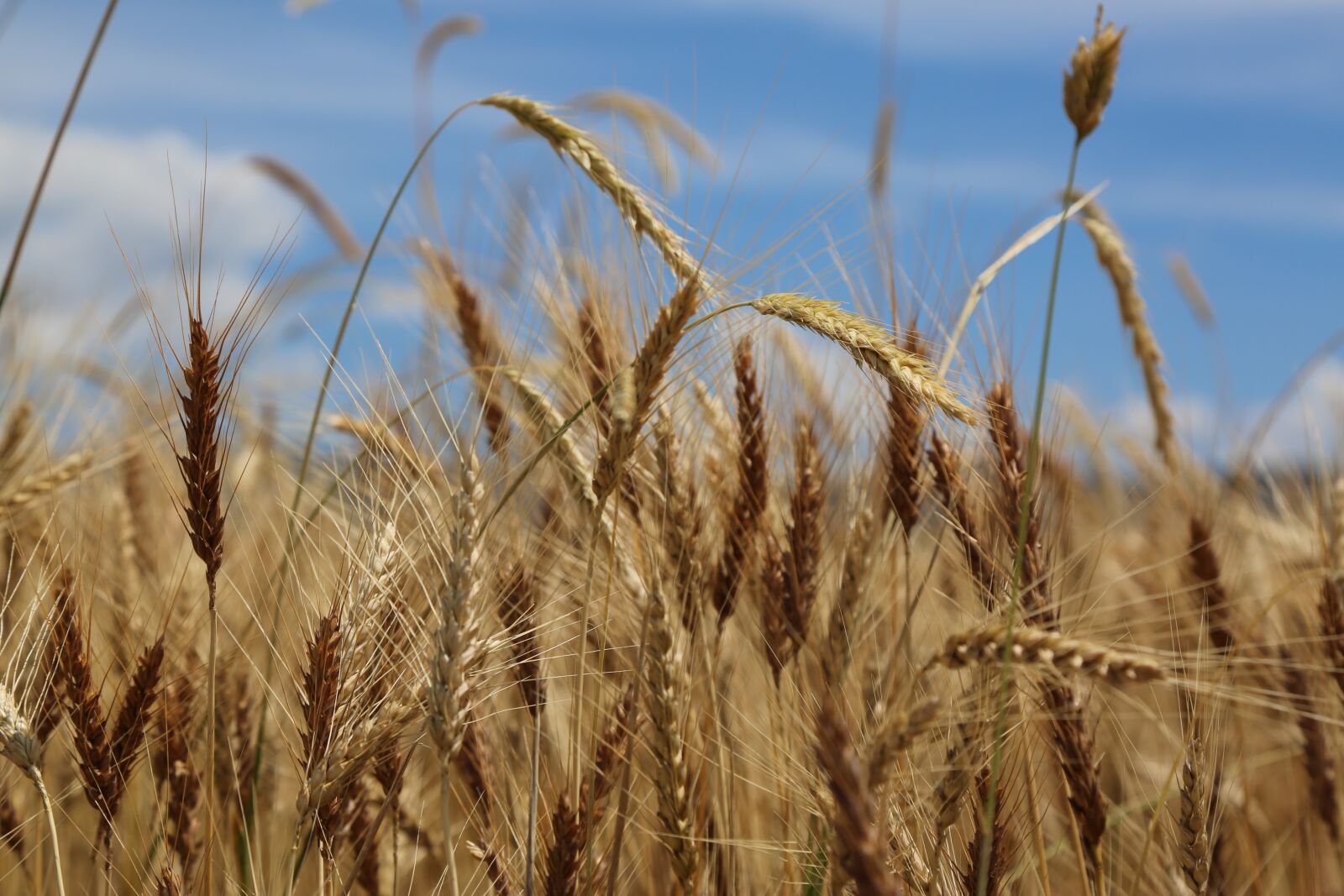 Canon EF 24-105mm F4L IS USM sample photo. Wheat, spike, grain photography