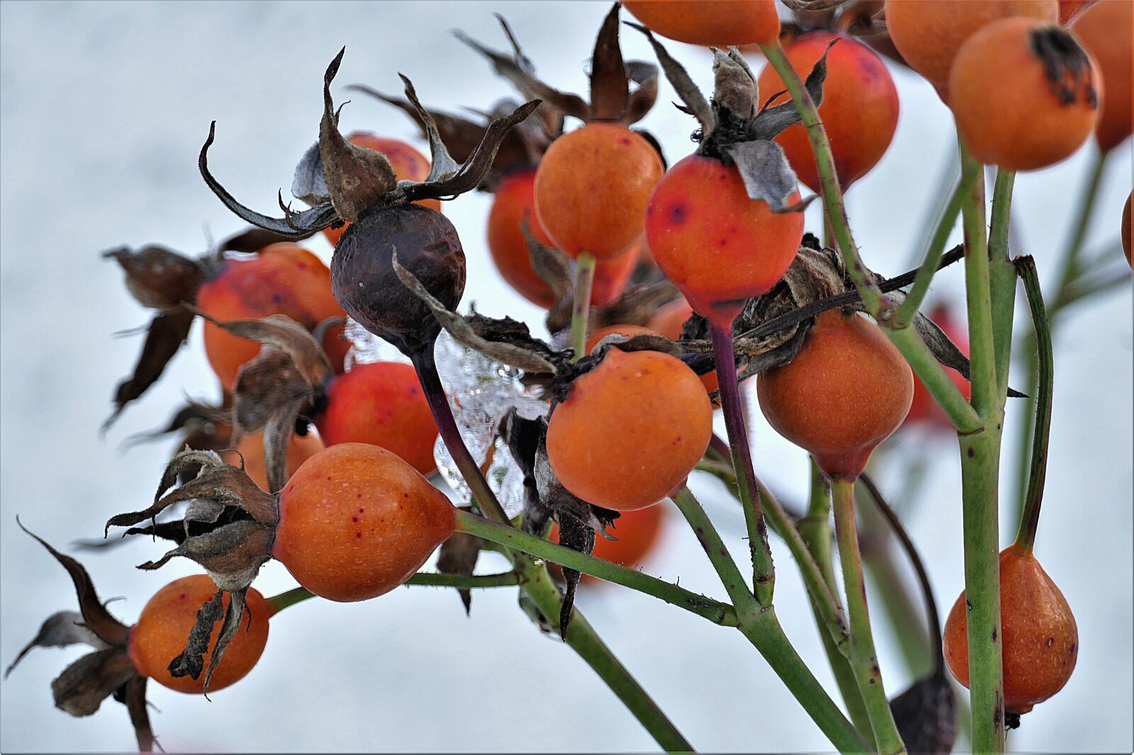 Panasonic Lumix DMC-FZ1000 sample photo. Rose hip, red, fruit photography