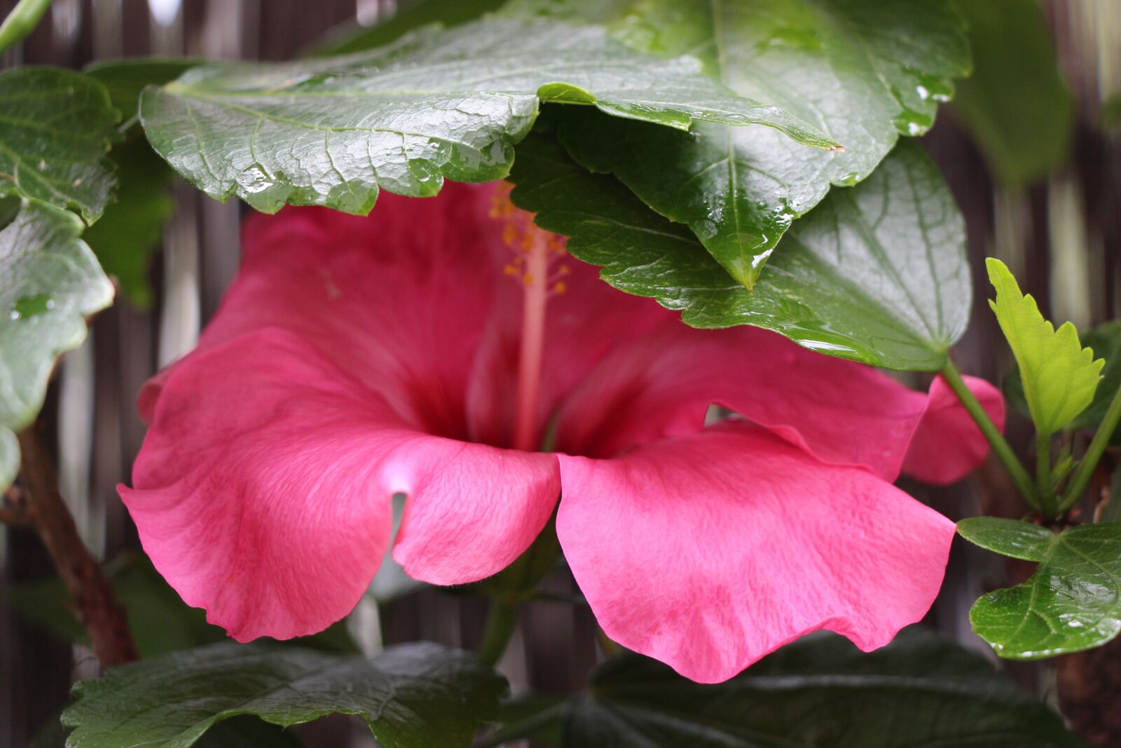 Canon EOS 650D (EOS Rebel T4i / EOS Kiss X6i) sample photo. Hibiscus, blossom, bloom photography