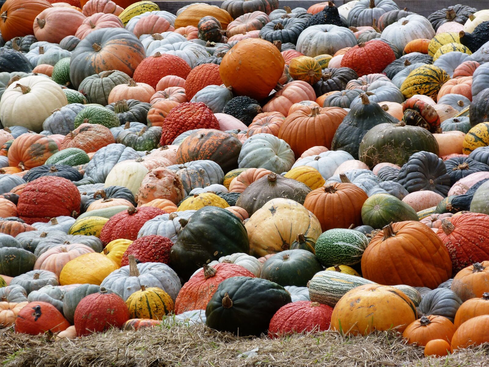 Panasonic Lumix DMC-FZ40 (Lumix DMC-FZ45) sample photo. Pumpkin, autumn, autumn colours photography