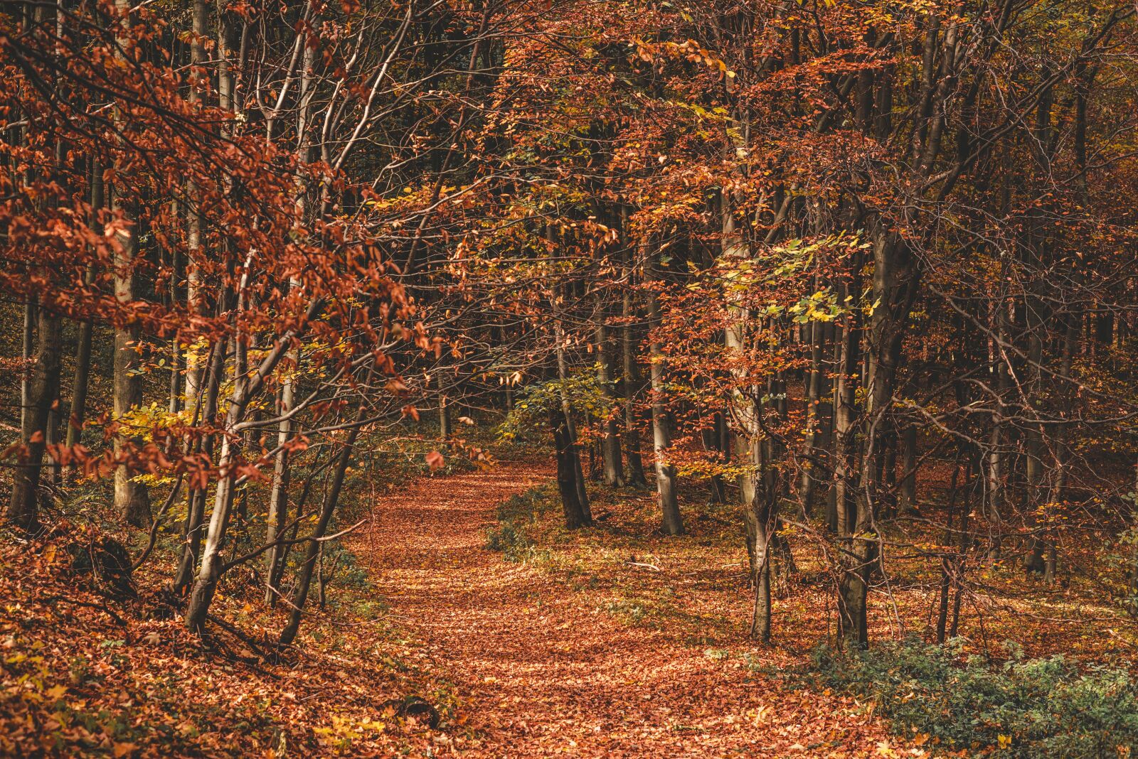 Nikon D610 sample photo. Autumn, fall, leaves photography