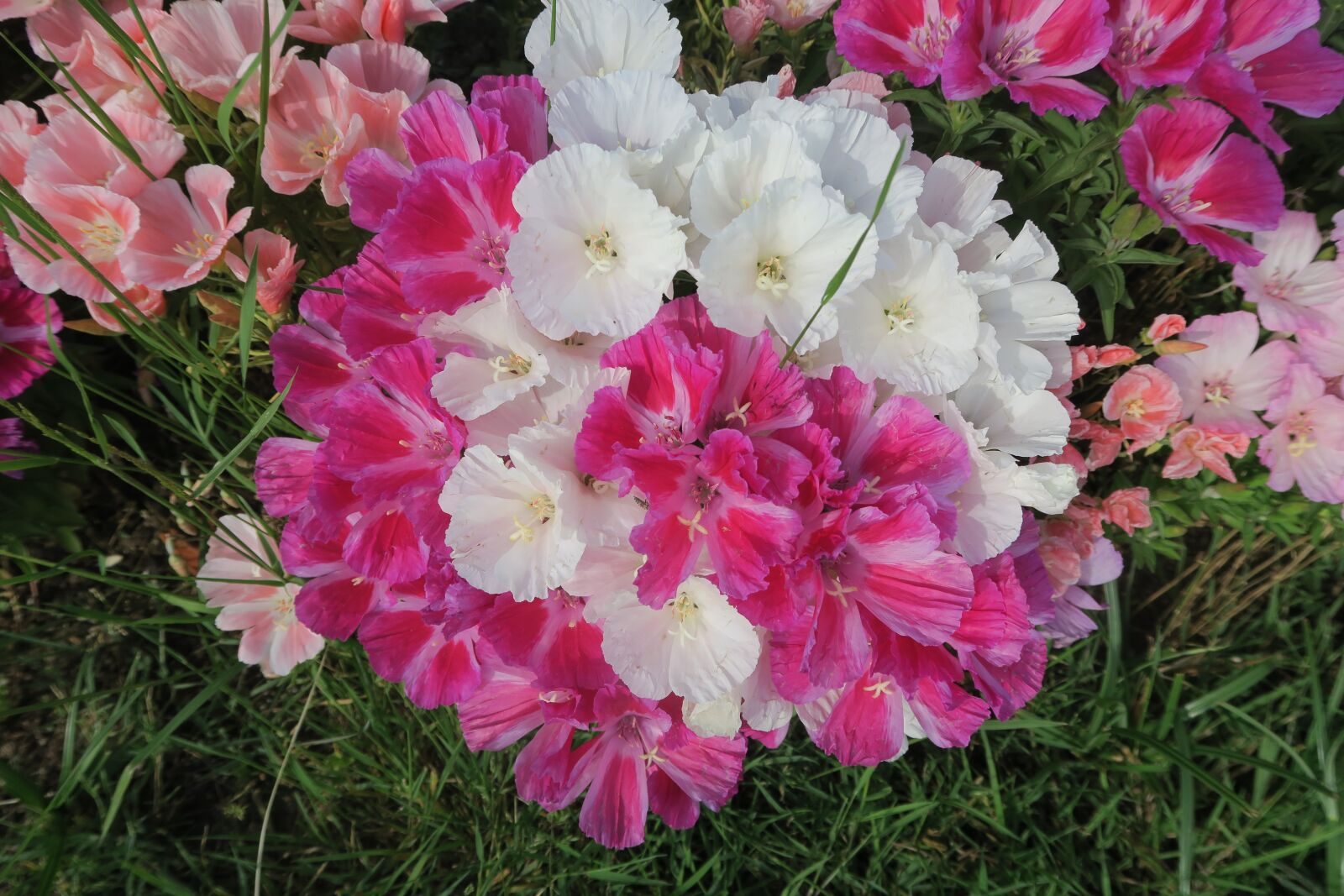 Canon PowerShot G7 X sample photo. Flower, landscape, nature photography