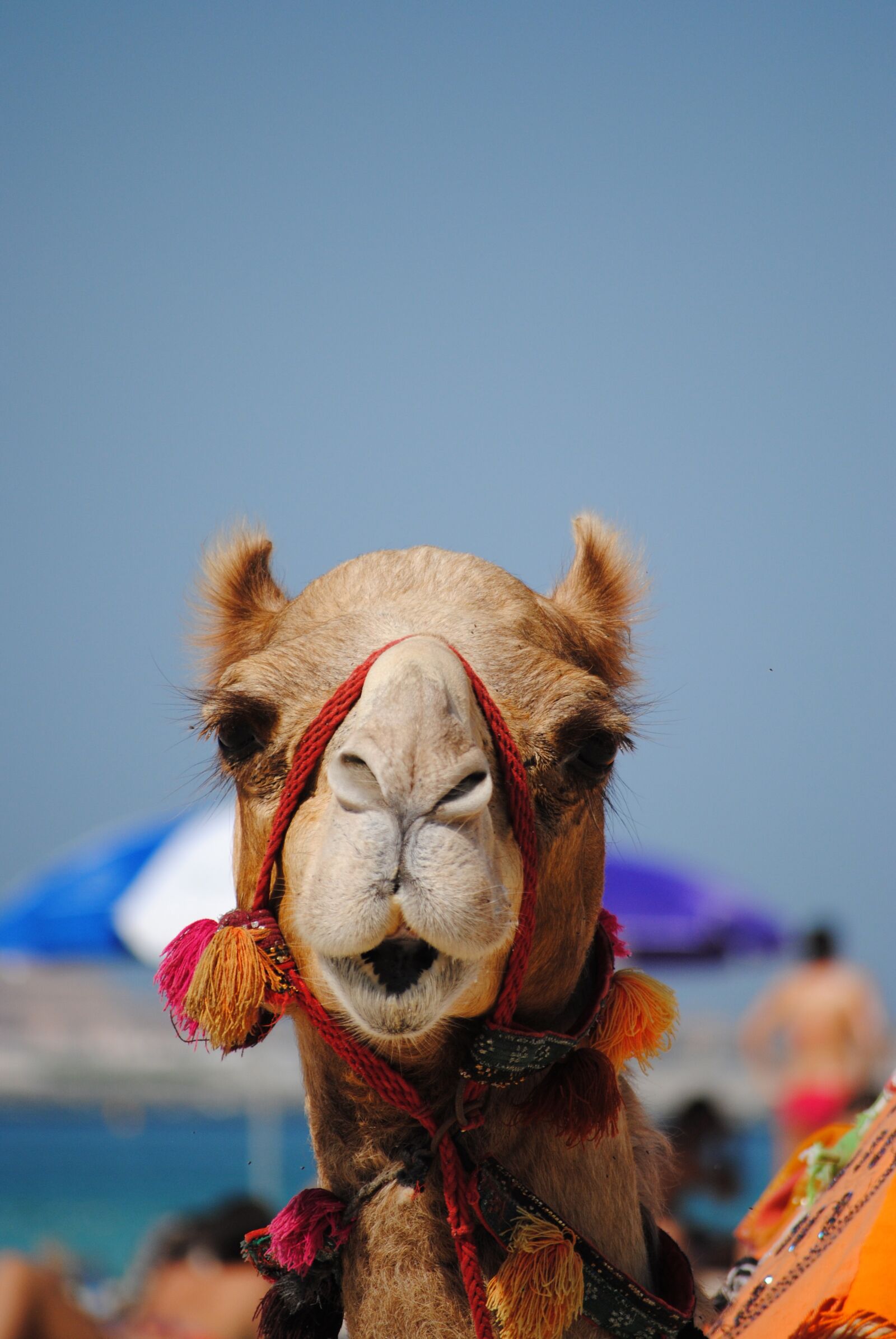 Nikon D3000 sample photo. Dubai, emirates, camel photography