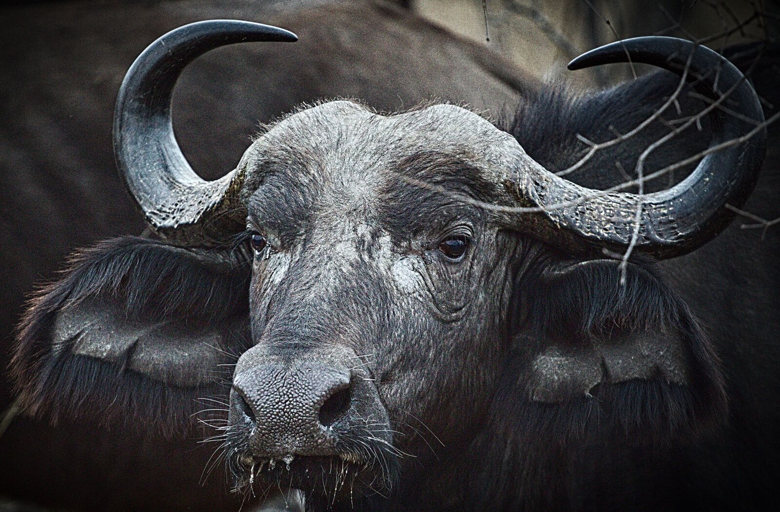Canon EOS 650D (EOS Rebel T4i / EOS Kiss X6i) sample photo. South africa, buffalo, wild photography