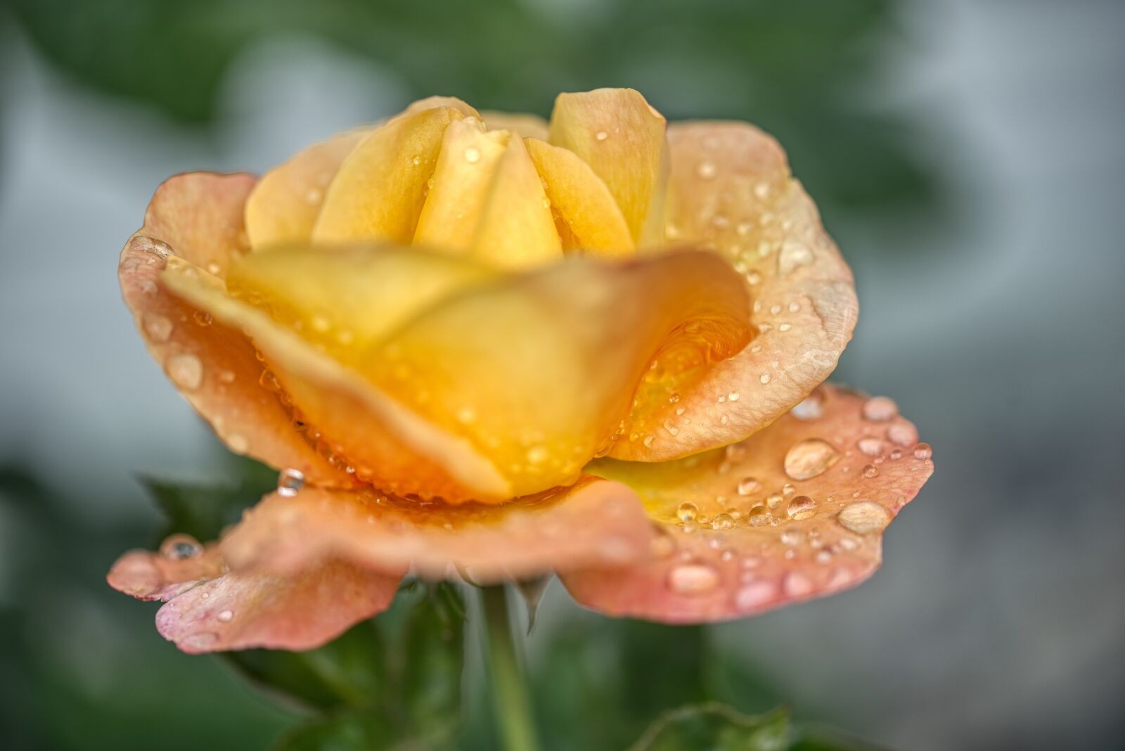 Nikon D750 sample photo. Rose, blossom, bloom photography