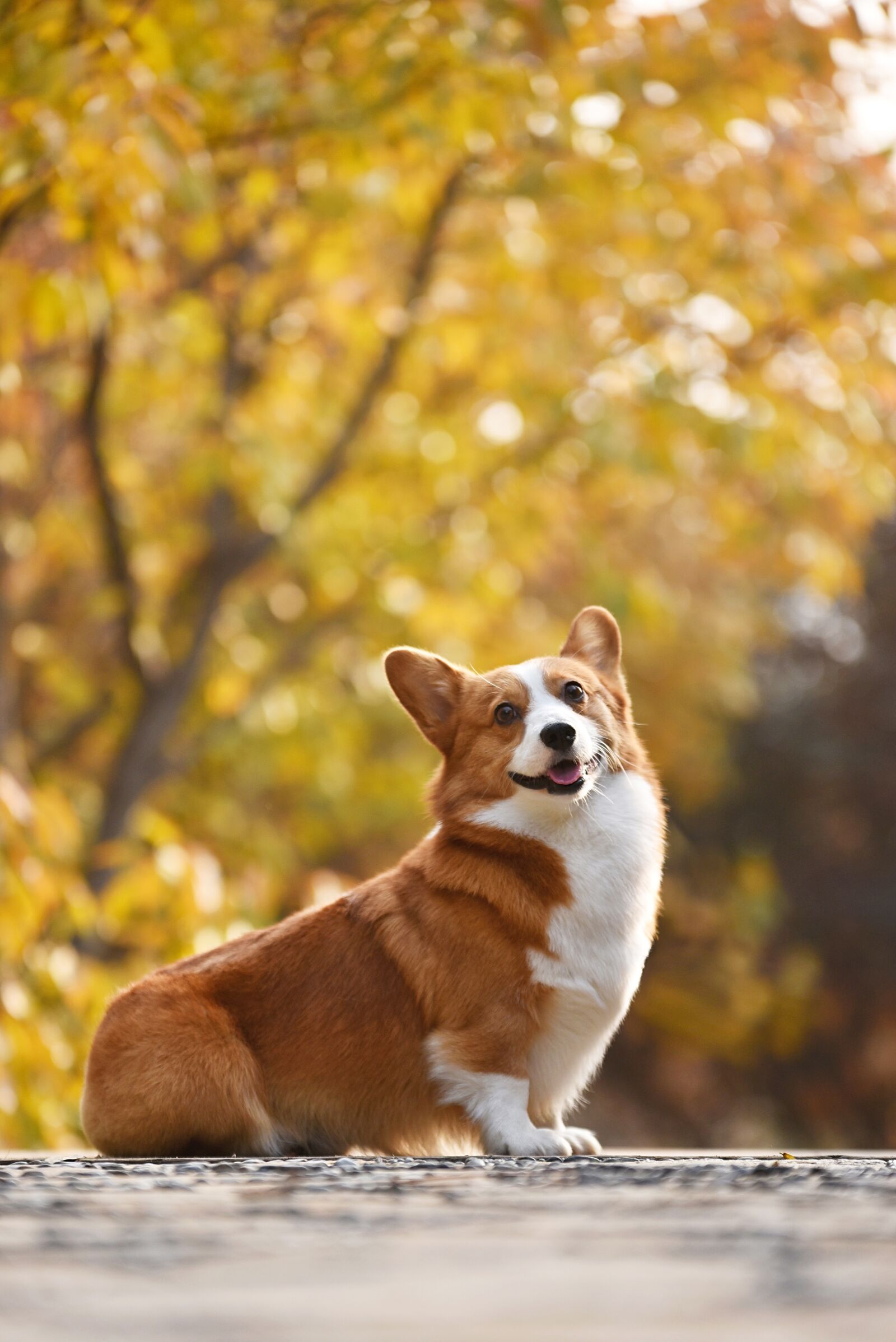 Nikon D750 sample photo. Pets, dog photography