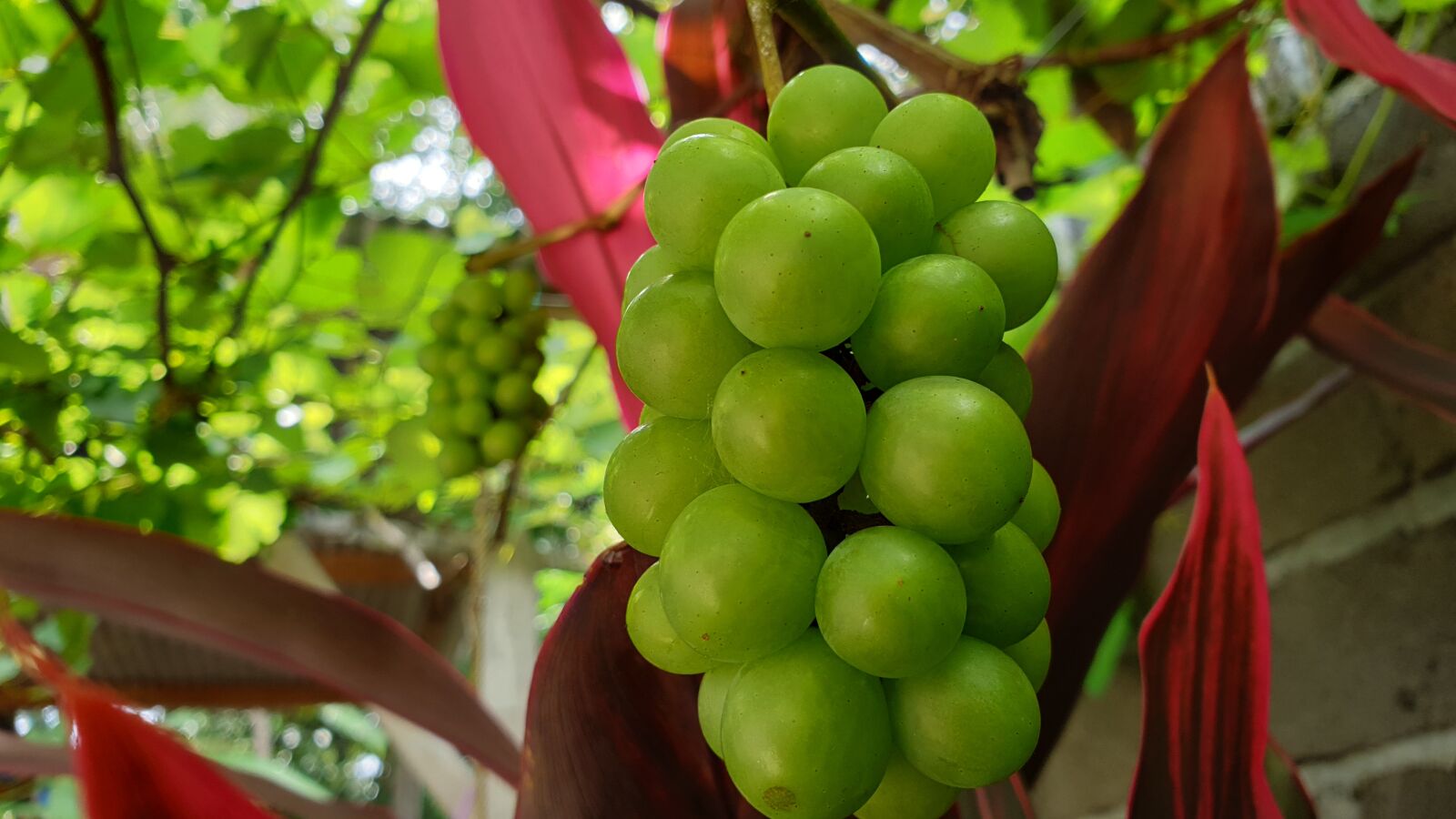 Samsung Galaxy Note9 sample photo. Grapes, garden, nature photography