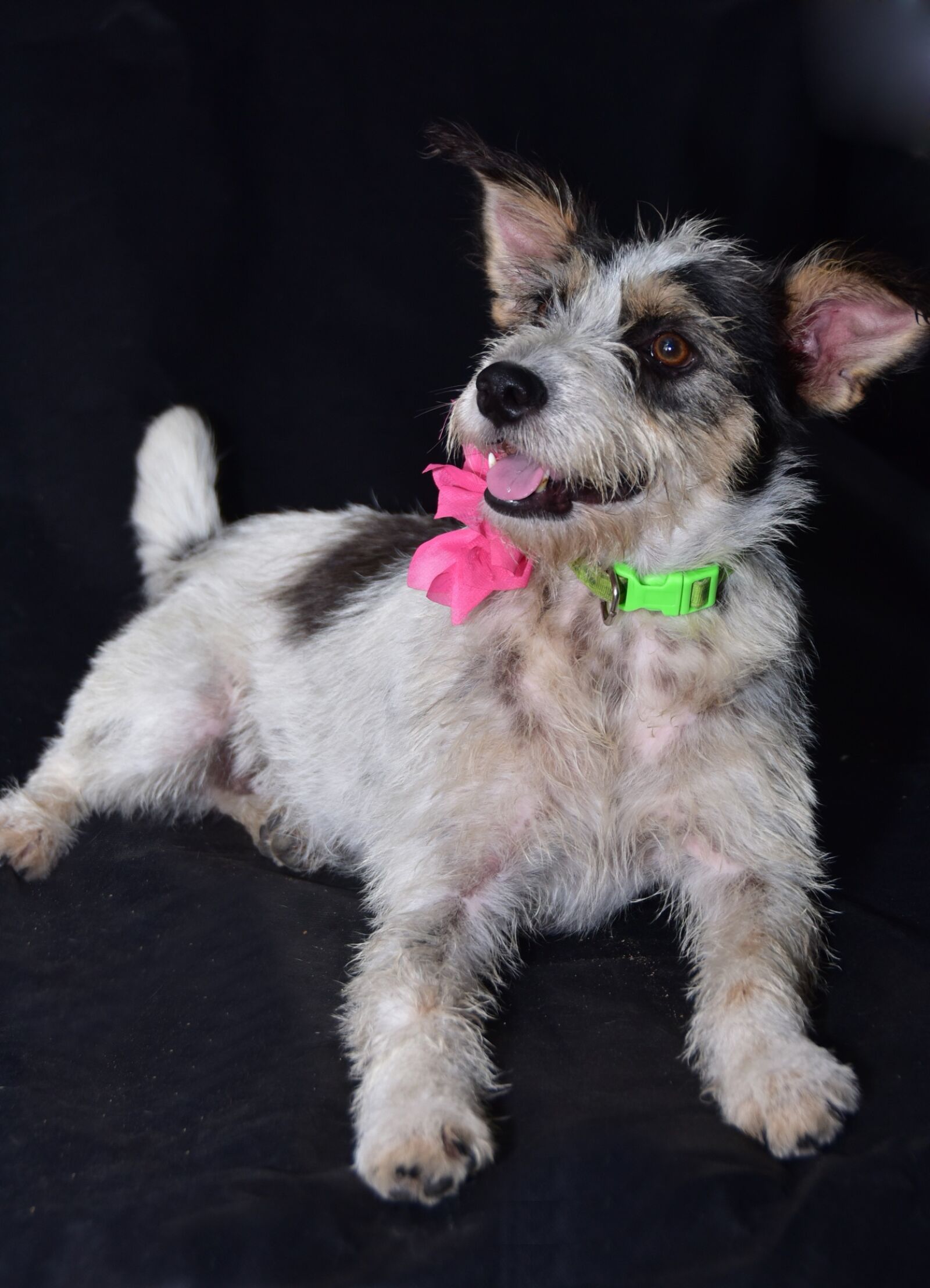 Nikon D810 sample photo. Dog, happy, portrait photography