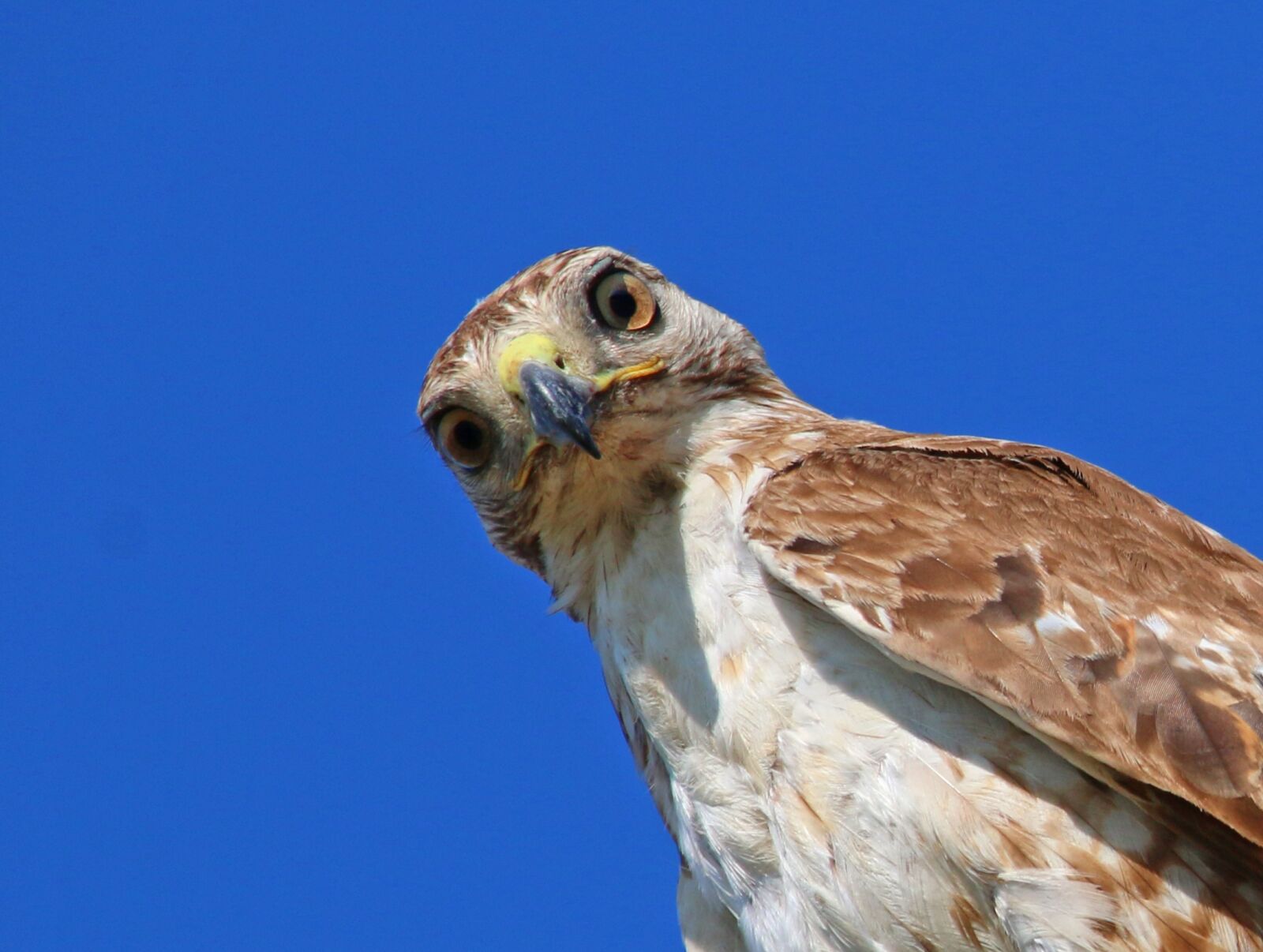 Canon EOS 70D sample photo. Red-tailed hawk, hawk, juvenile photography