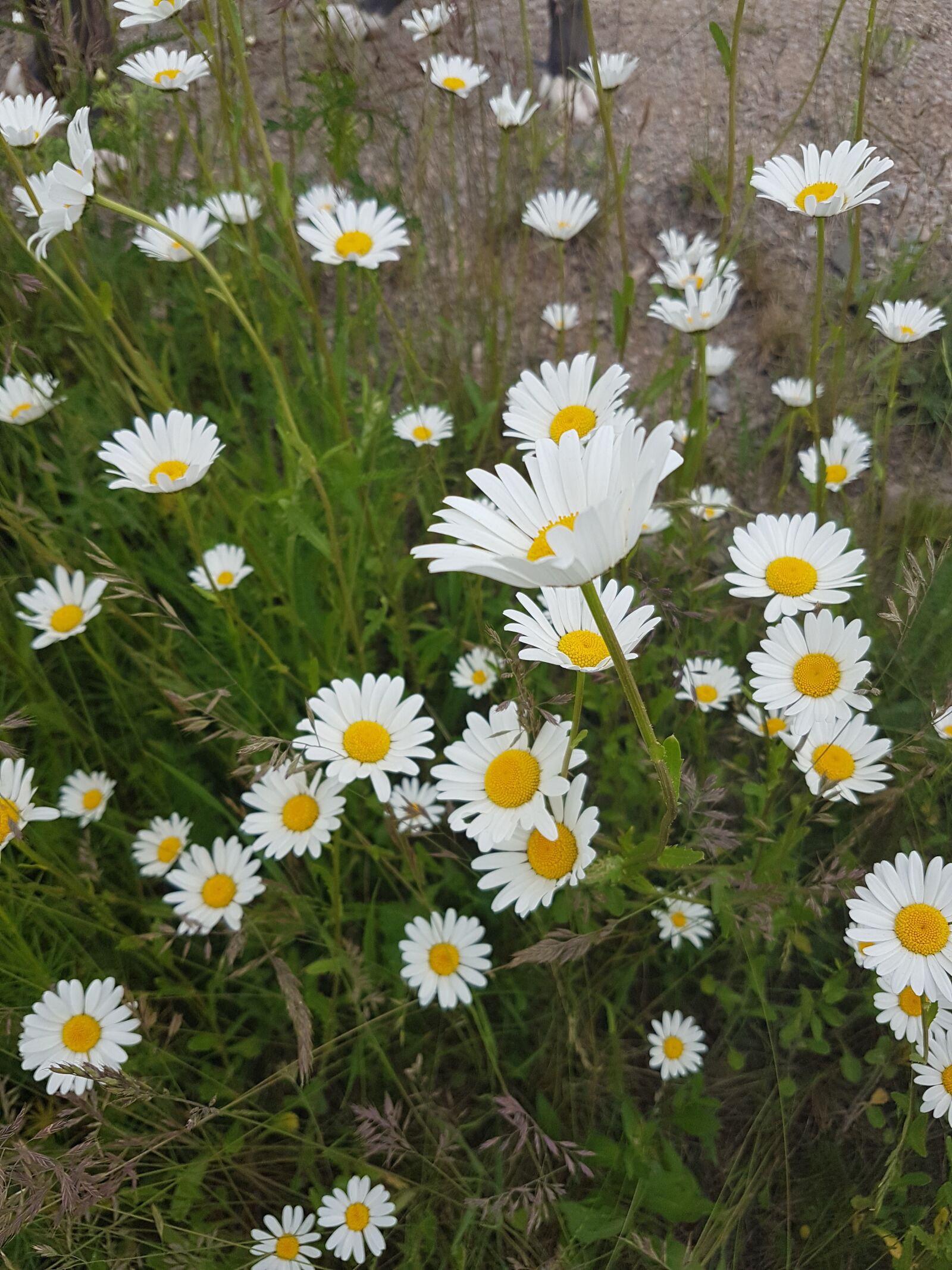 Samsung Galaxy S7 sample photo. Chamomile, flowers, wild flowers photography