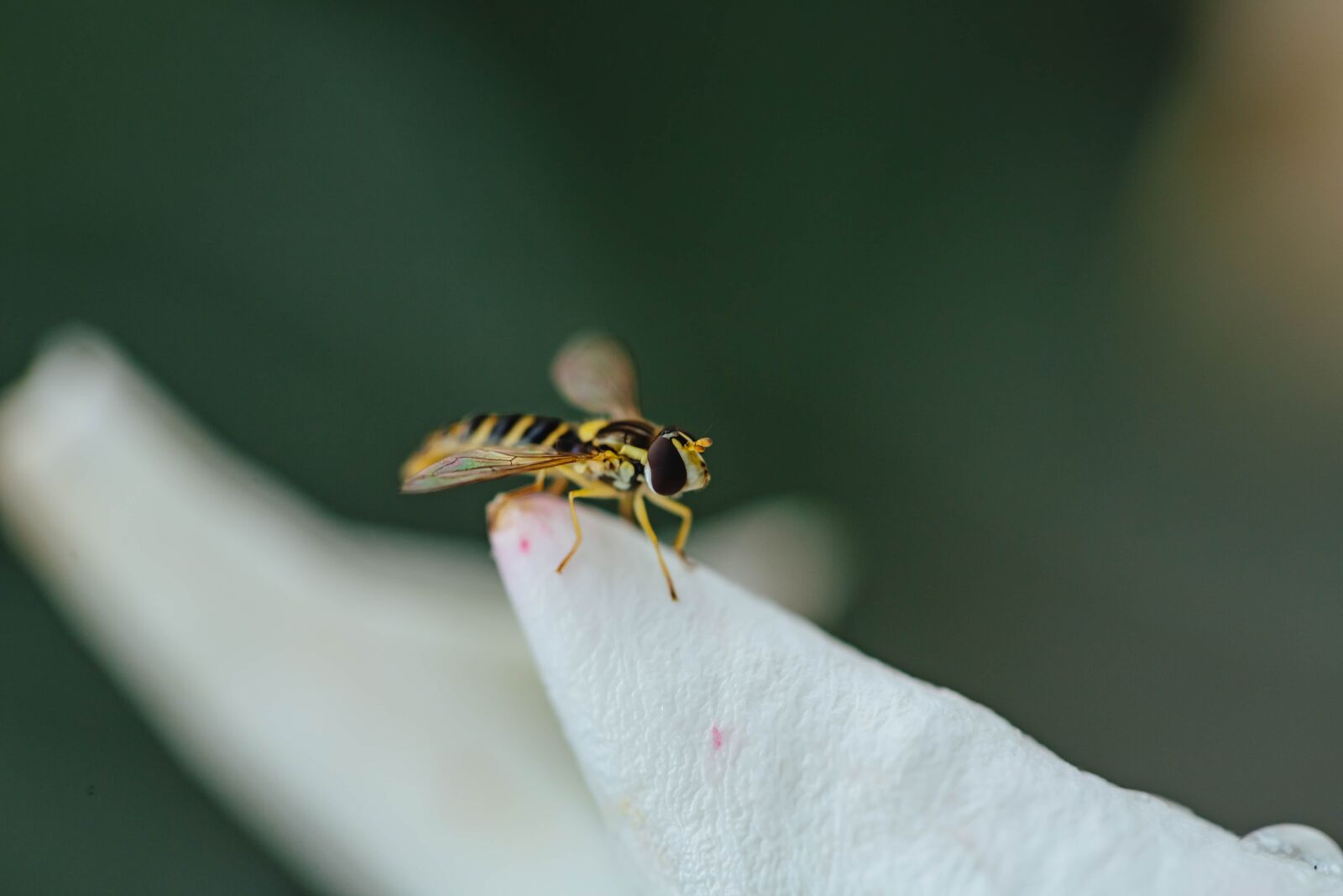 Canon EF 100mm F2.8 Macro USM sample photo. Details, insect, macro, wasp photography