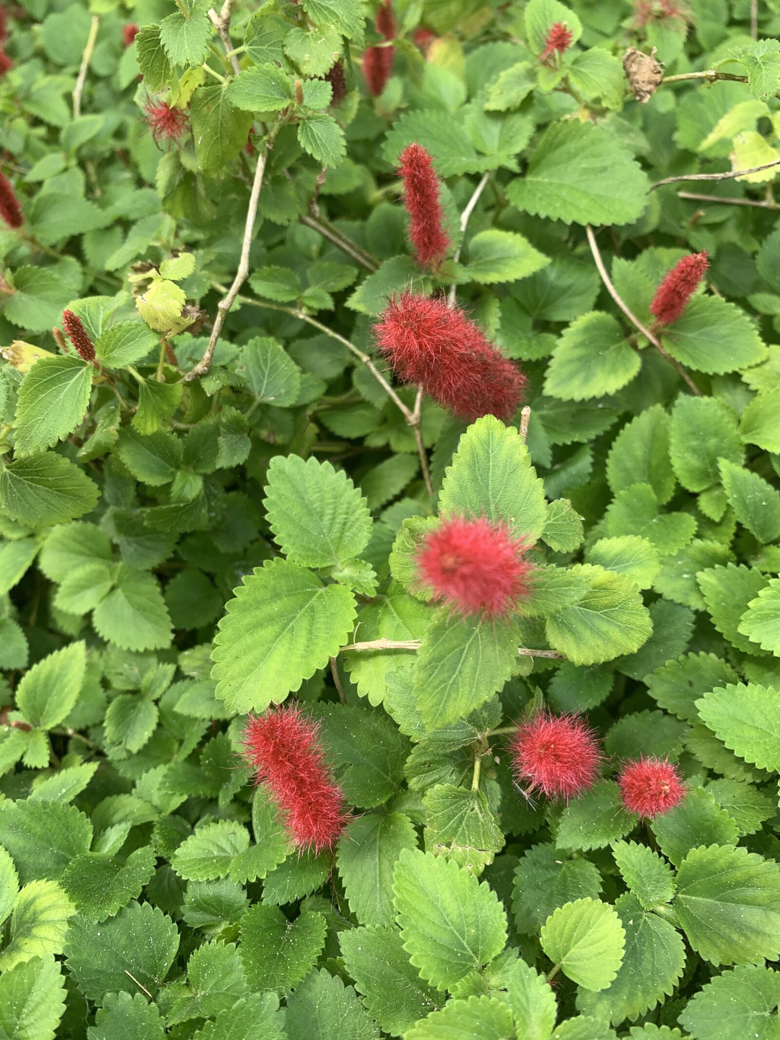 iPhone XR back camera 4.25mm f/1.8 sample photo. Flora, red, arboretum photography
