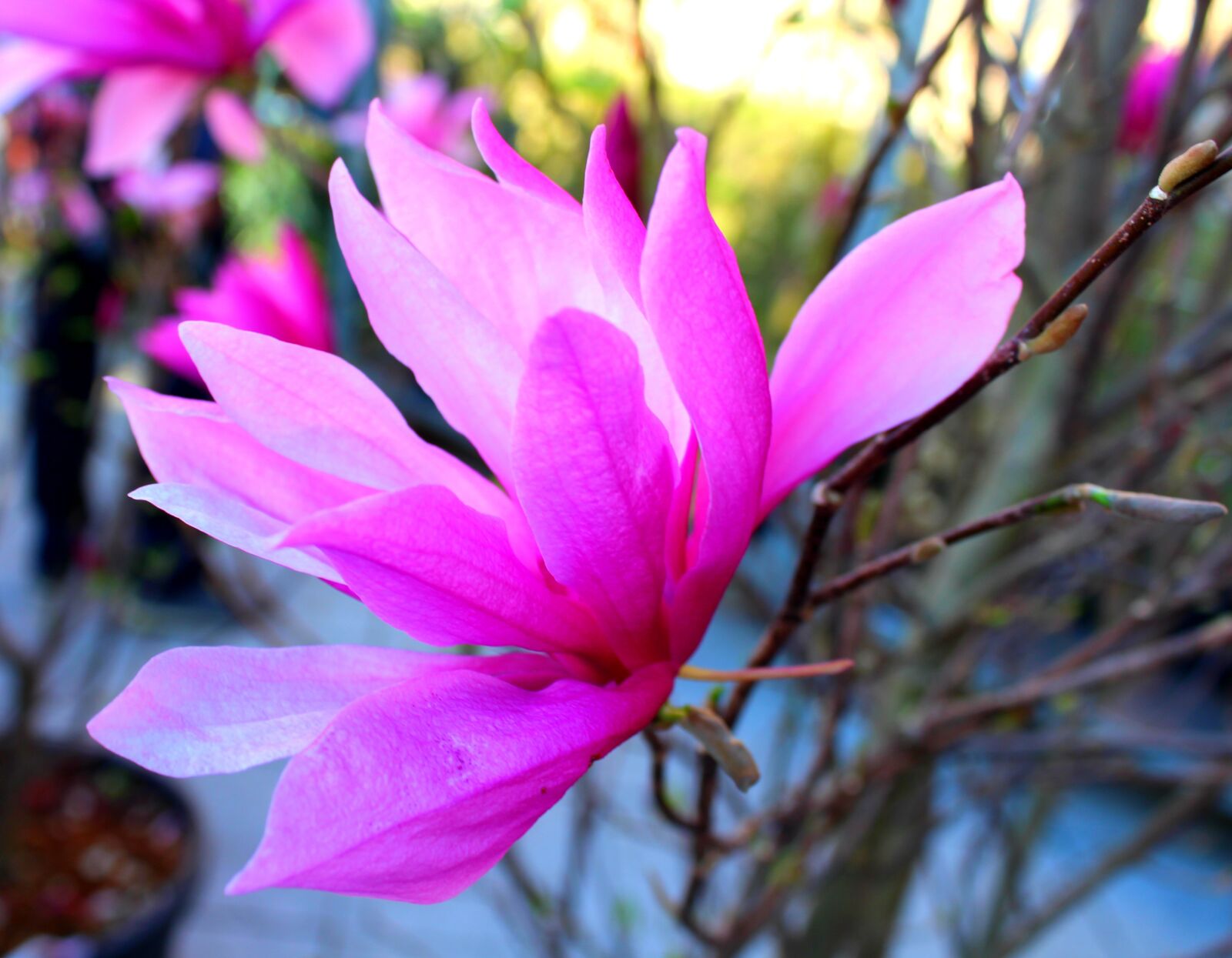 Canon EOS 700D (EOS Rebel T5i / EOS Kiss X7i) sample photo. Magnolia, flower, pink photography