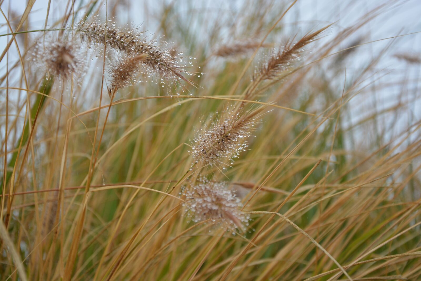 Nikon D5200 sample photo. Tall grass, grass, plants photography