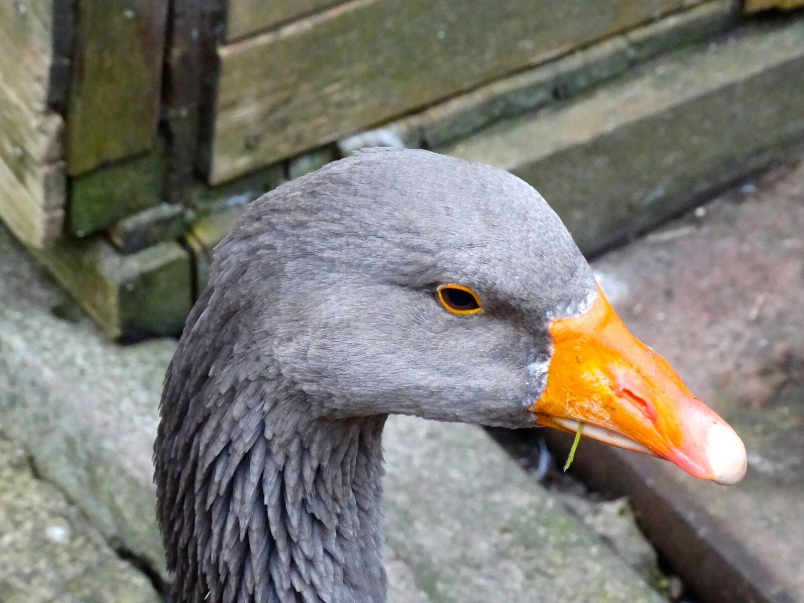 Sony Cyber-shot DSC-HX300 sample photo. Goose, poultry, bill photography