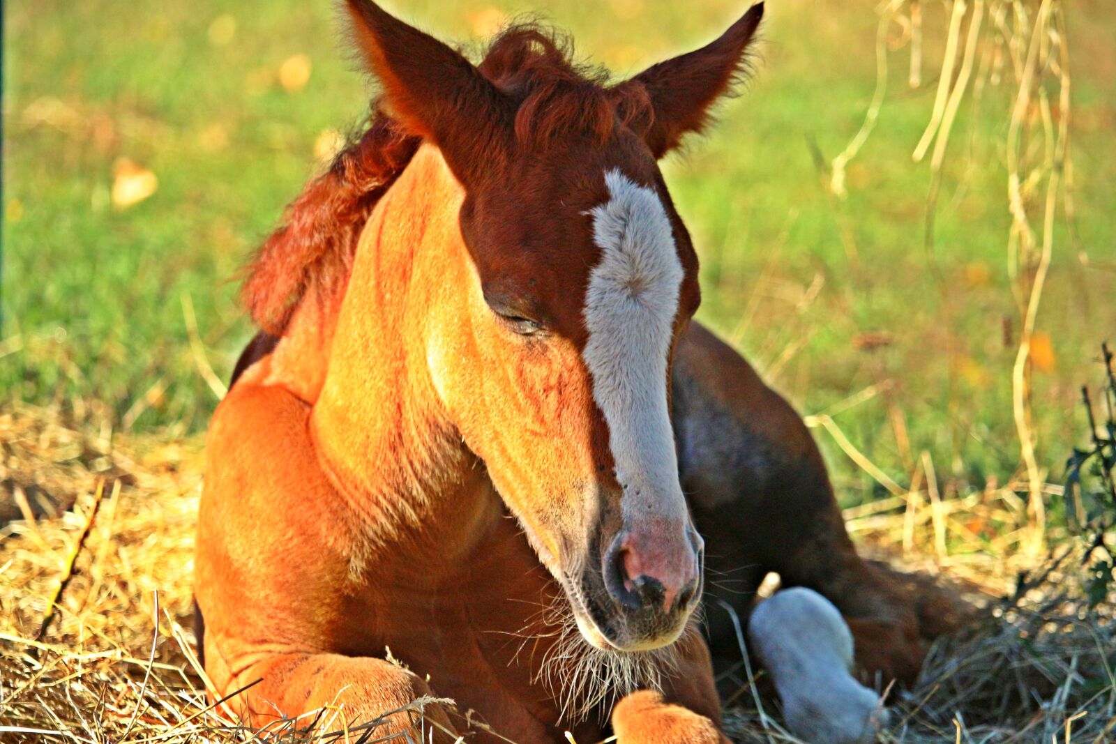 Canon EOS 100D (EOS Rebel SL1 / EOS Kiss X7) sample photo. Horse, foal, fuchs photography