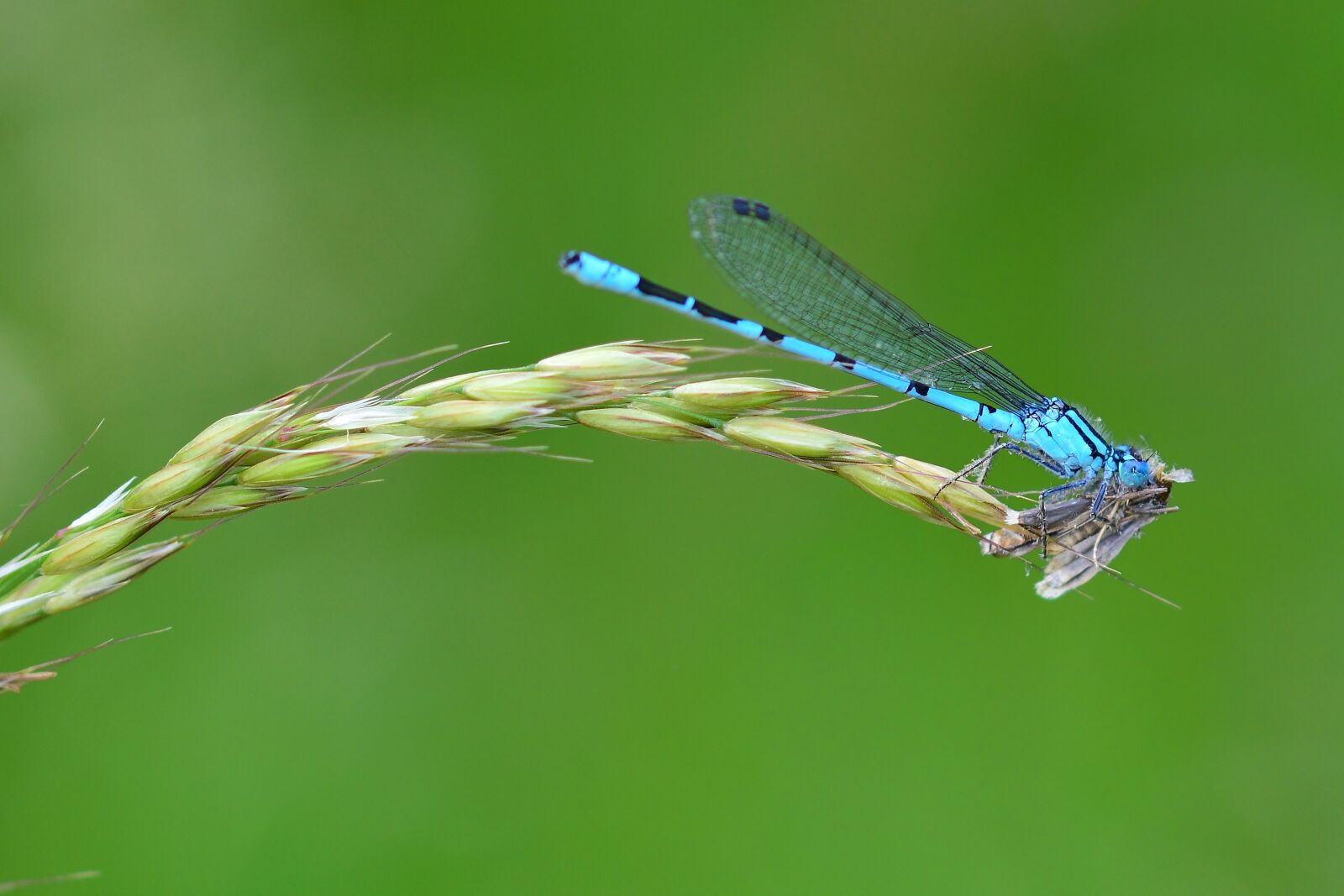 Nikon D5200 sample photo. Dragonfly, motte, eat photography