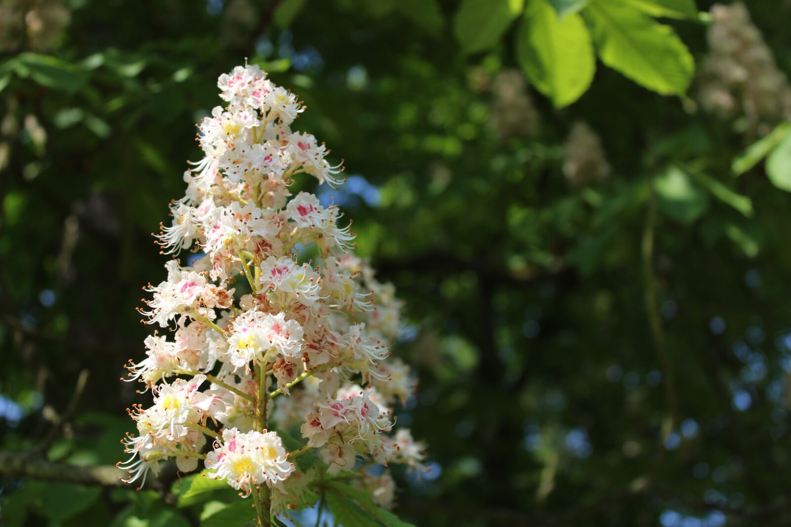 Canon EOS 1300D (EOS Rebel T6 / EOS Kiss X80) sample photo. Chestnut flower, blossom, bloom photography