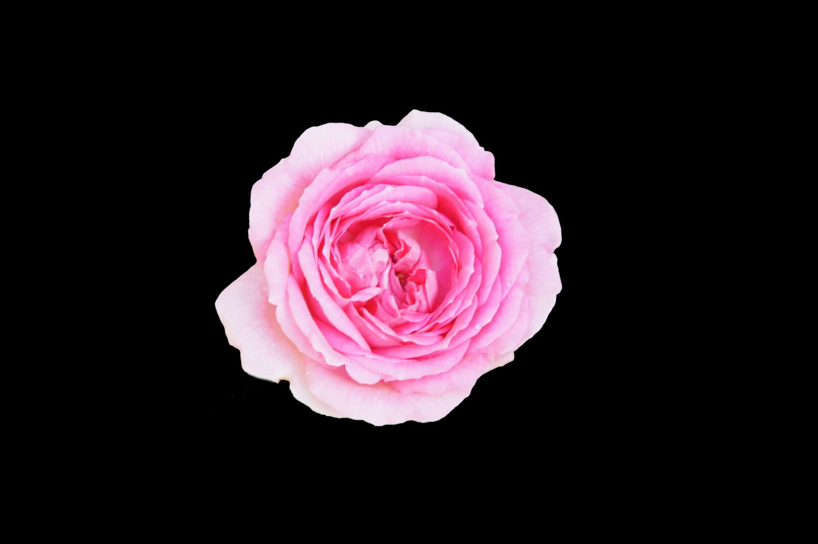 Sony Alpha NEX-3 + Sony E 18-55mm F3.5-5.6 OSS sample photo. Pink, roses, flowers photography