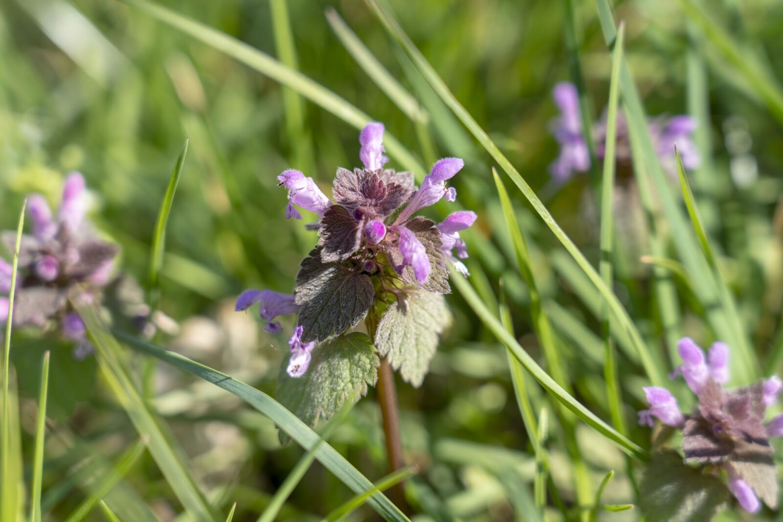 Sony FE 24-105mm F4 G OSS sample photo. Plants, meadow, nature photography