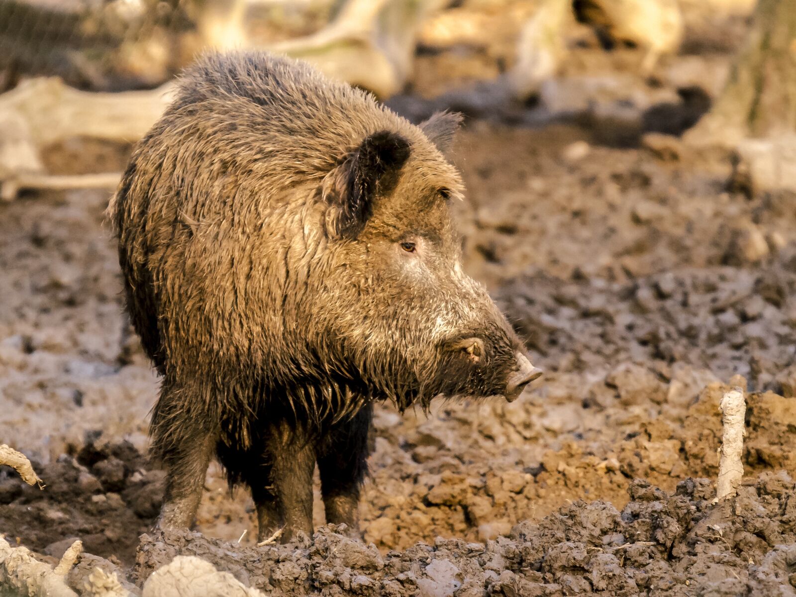 Olympus E-3 sample photo. Boar, mammal, animal photography