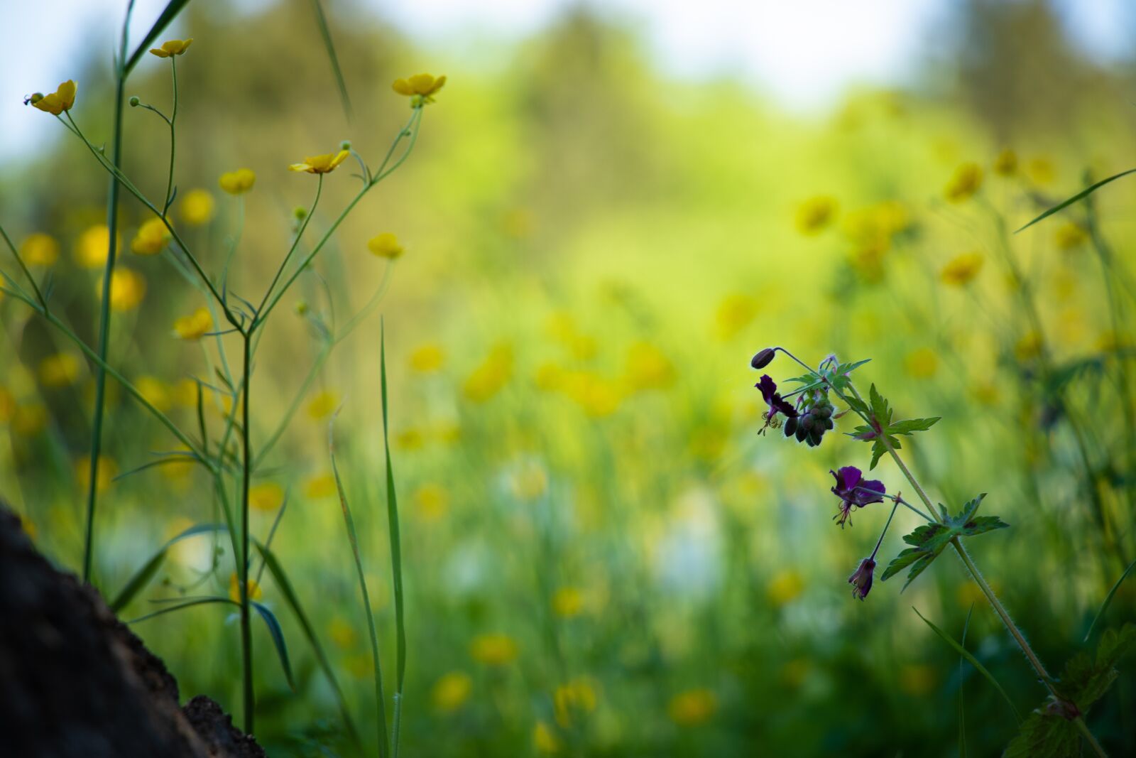 Canon EF-S 18-135mm F3.5-5.6 IS USM sample photo. Nature, meadow, green photography