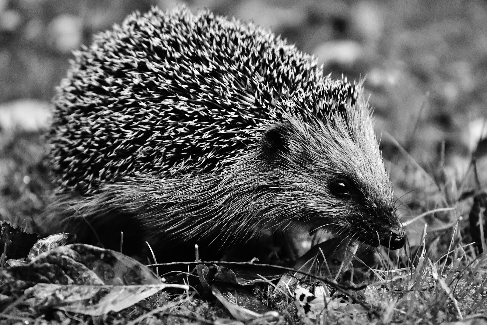 Nikon D7200 sample photo. Hedgehog, garden, nocturnal photography