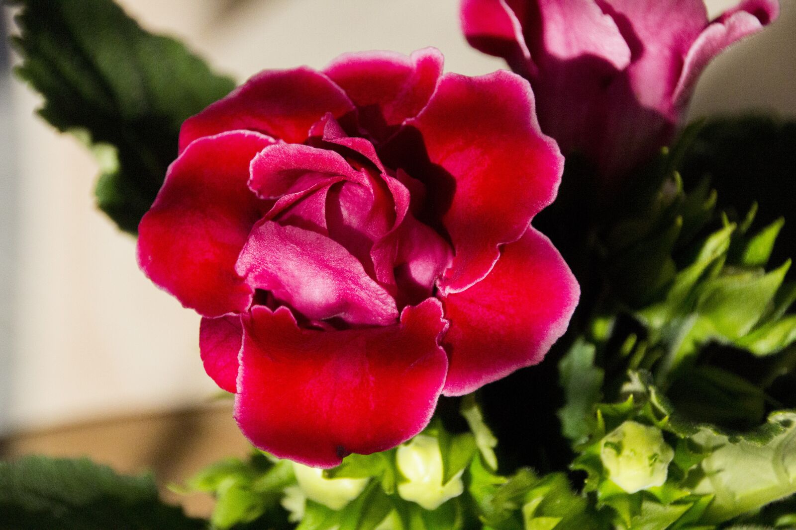 Canon EOS 60D sample photo. Kalanchoe, flower, nature photography