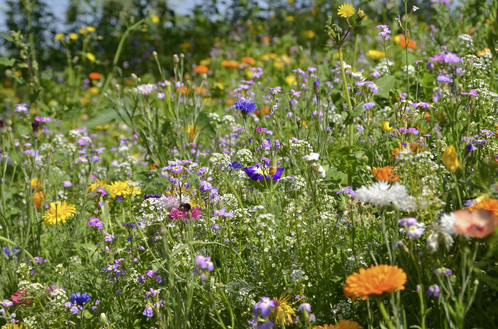 Nikon D7000 sample photo. Flower meadow, summer, nature photography